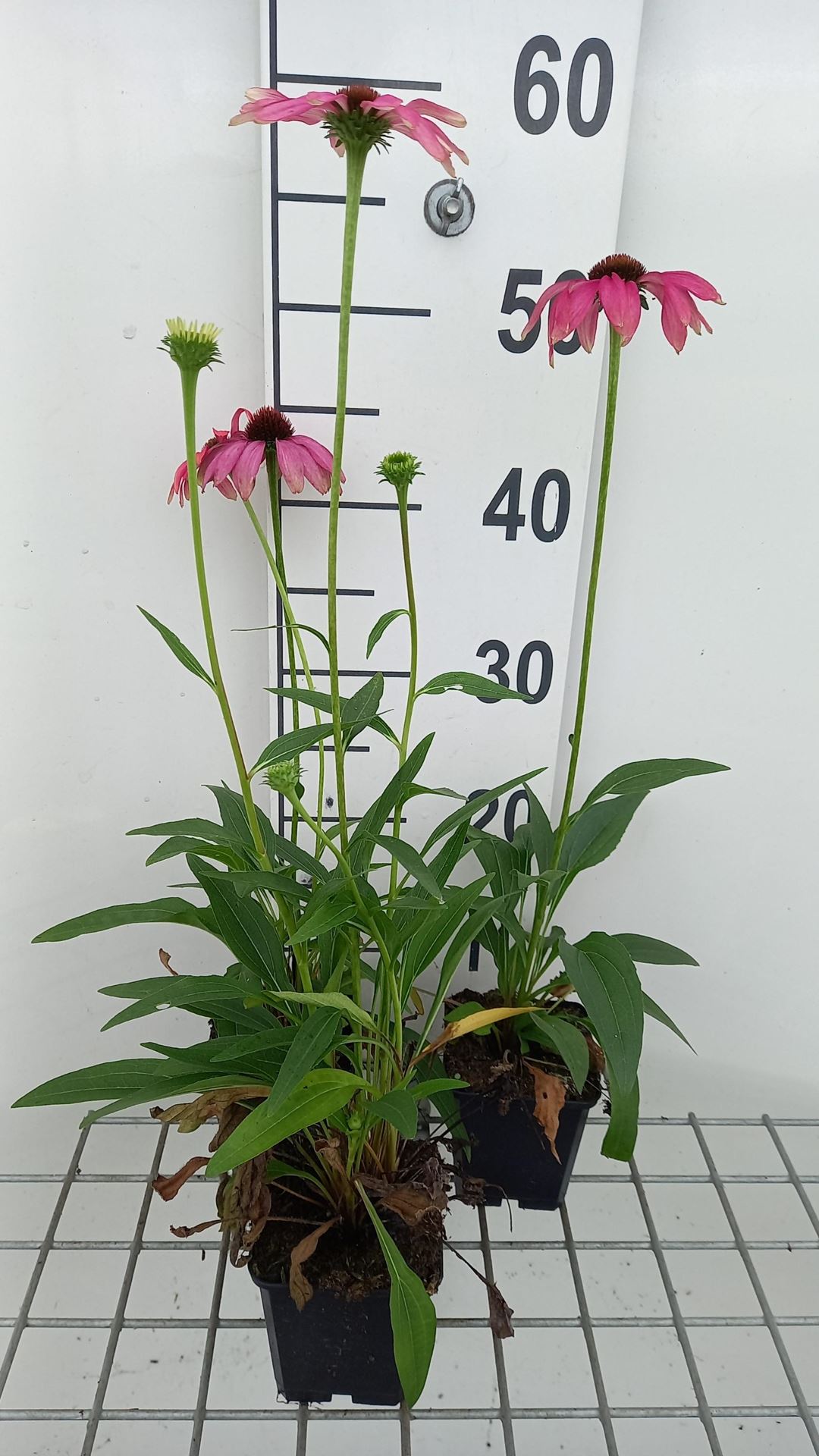 Echinacea 'Purple Emperor' - pot 9x9 cm