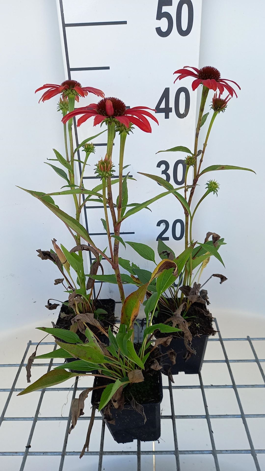 Echinacea purp.'Sunseekers Coral'- pot 9x9 cm - afbeelding