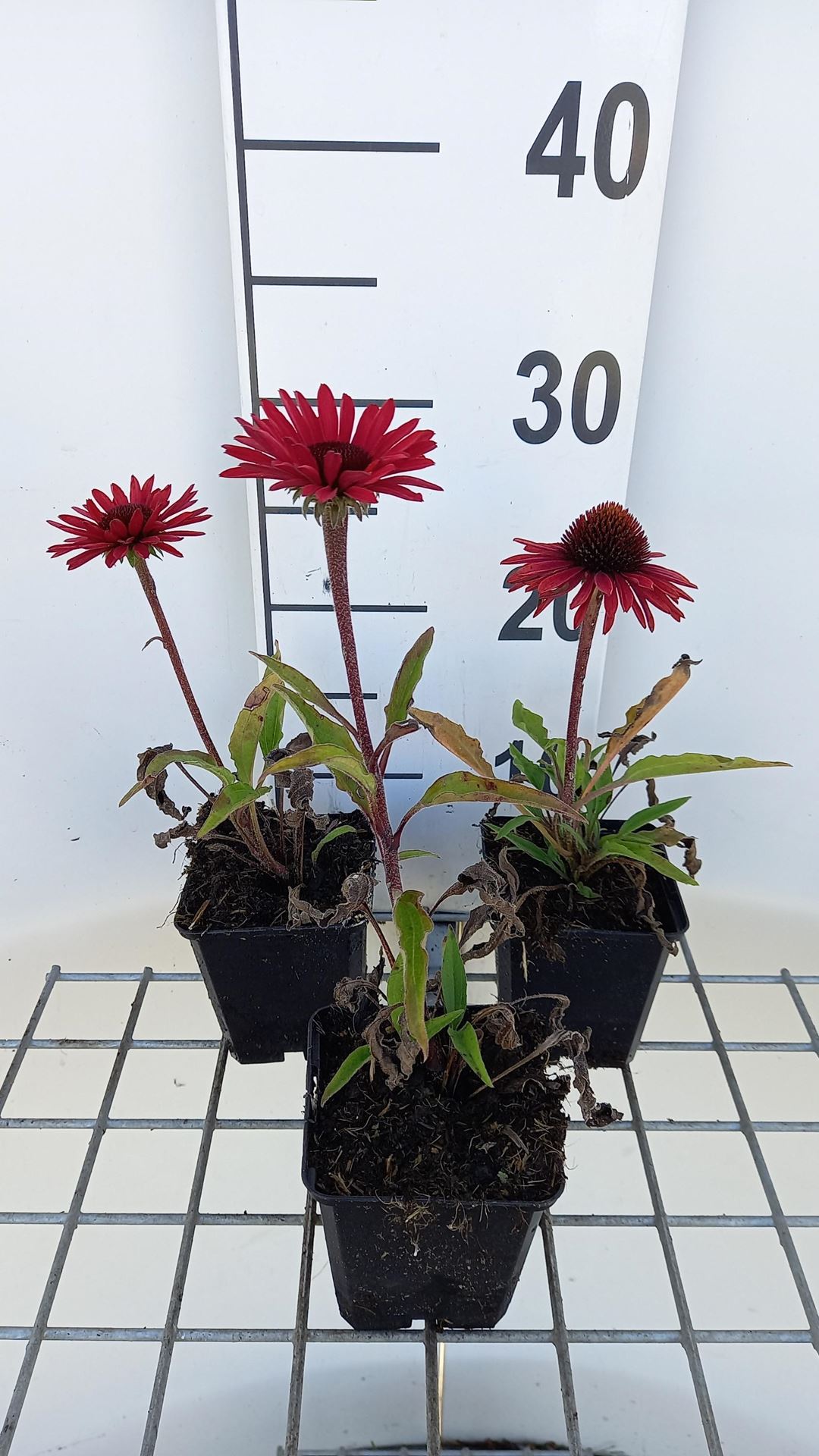 Echinacea'APECSSIOR'(Sunseekers Orange) - pot 9x9 cm afbeelding
