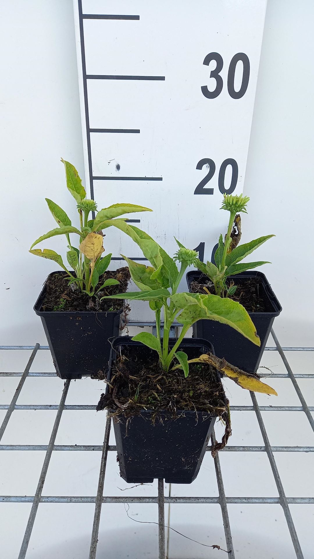 Echinacea'Meteor Yellow'- pot 9x9 cm afbeelding