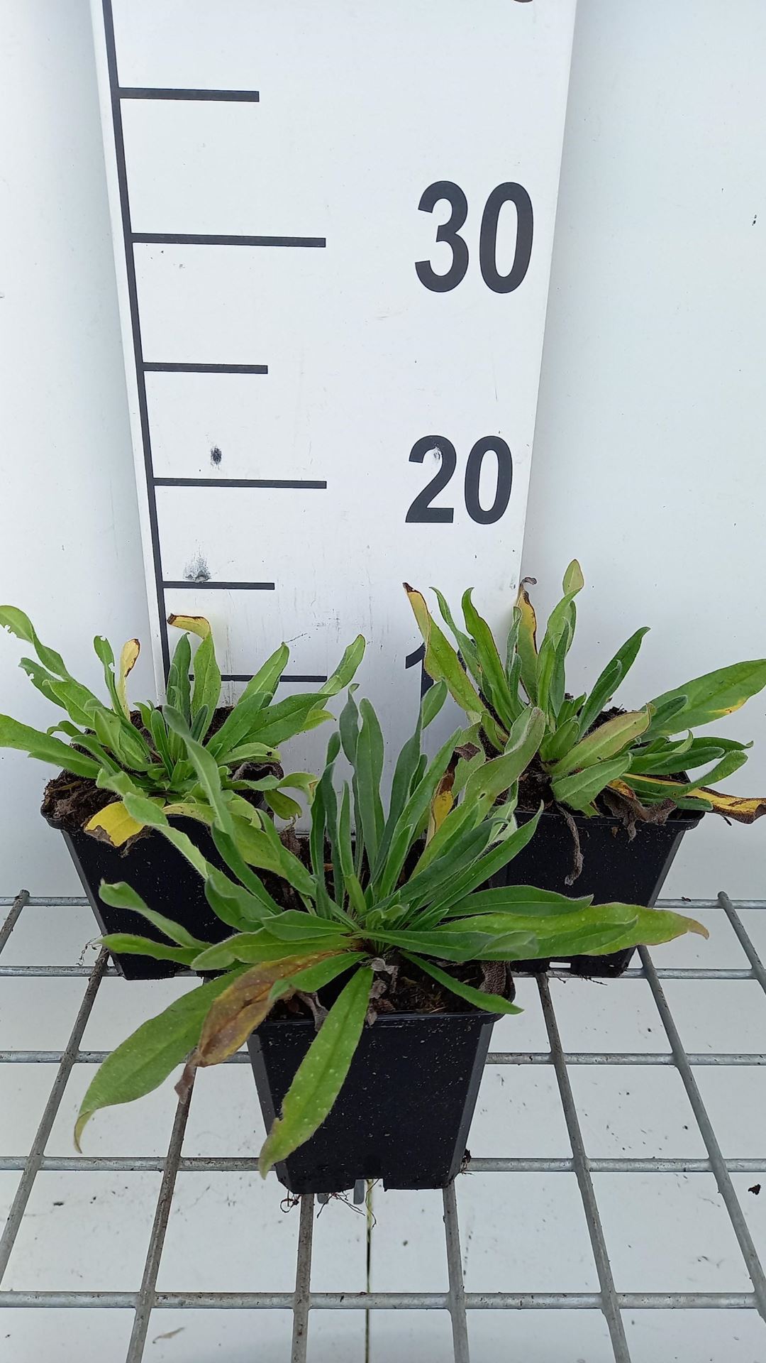 Echium vulgare - pot 9x9 cm - Slangenkruid afbeelding