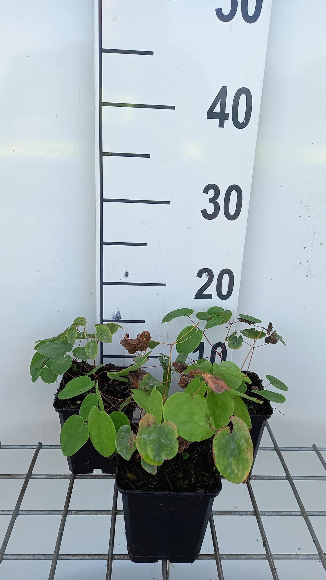 Epimedium pubigerum - pot 9x9 cm - Elfenbloem afbeelding