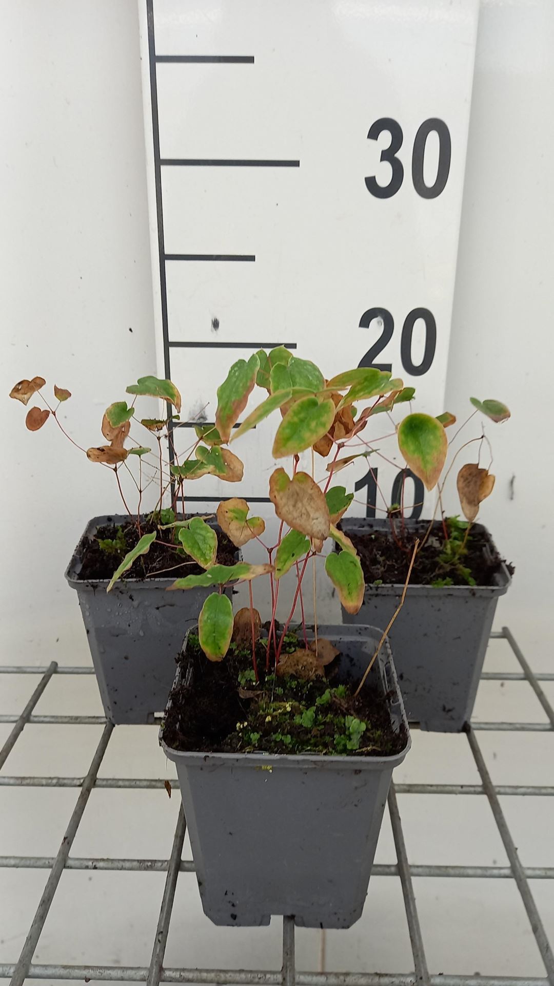 Epimedium x youngianum'Roseum'- pot 9x9 cm afbeelding