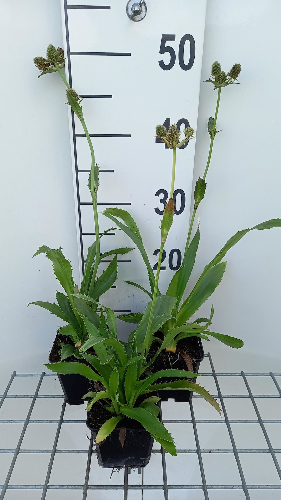 Eryngium agavifolium - pot 9x9 cm afbeelding