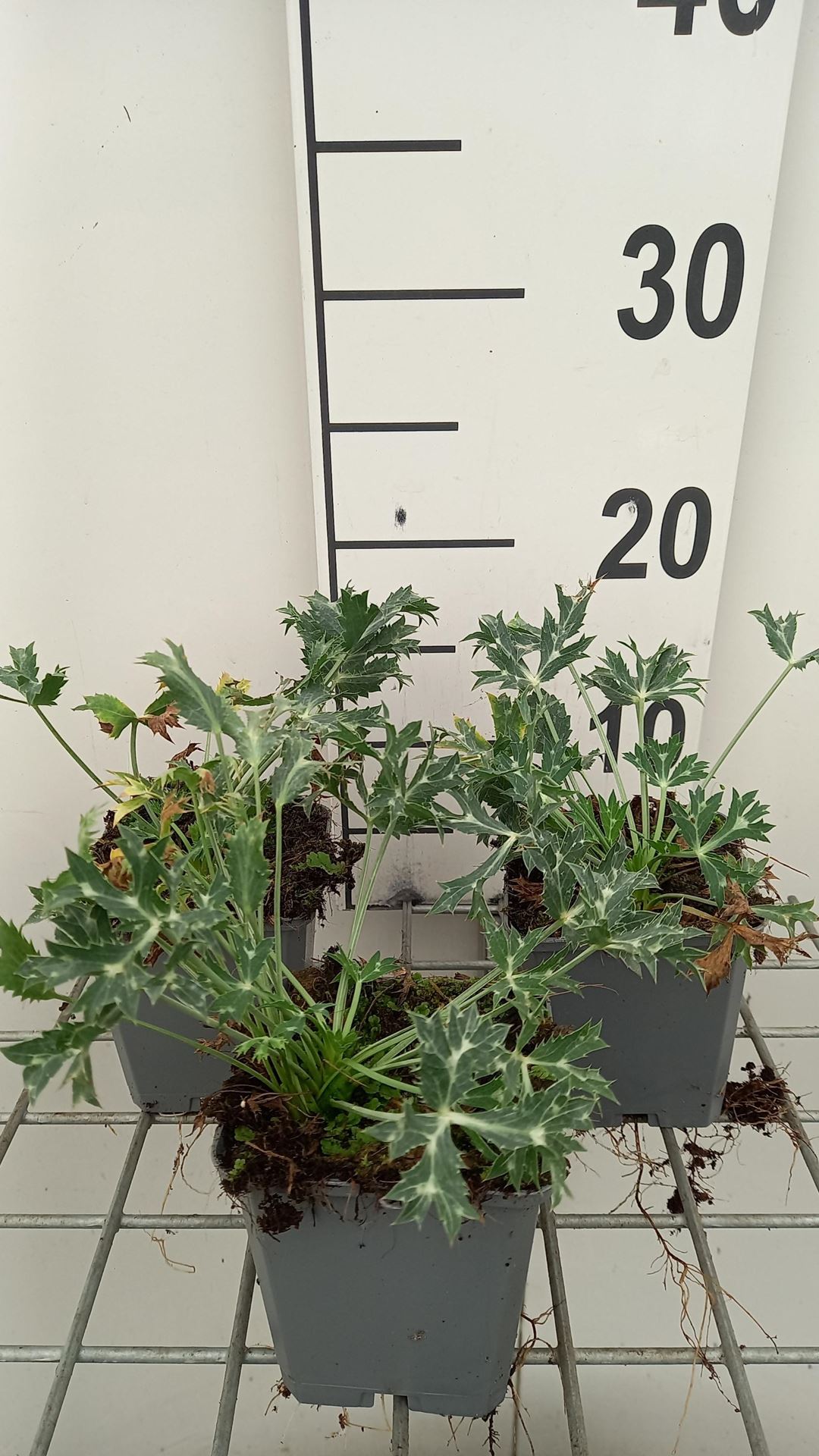 Eryngium bourgatii - pot 9x9 cm - Kruisdistel afbeelding