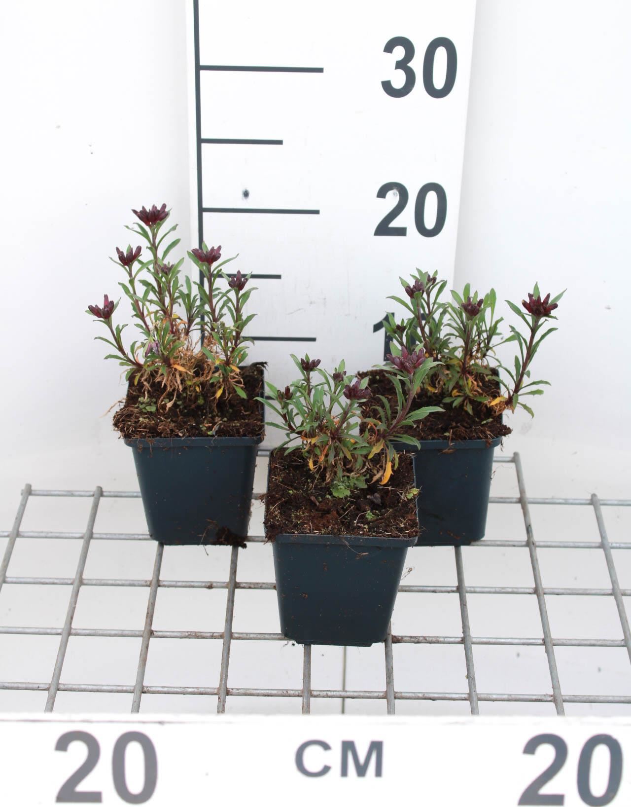 Erysimum'Constant Cheer'- pot 9x9 cm - afbeelding