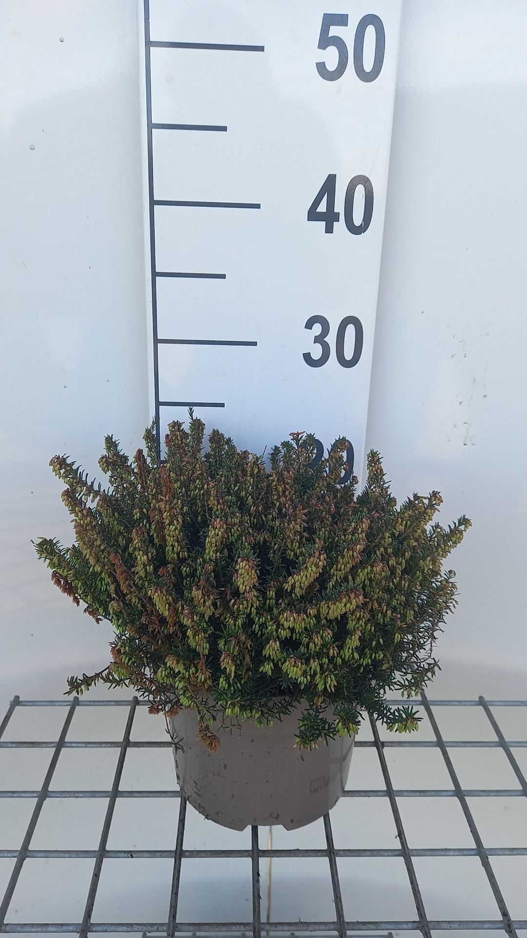 Erica carnea - rood - pot 2L - 20-25 cm afbeelding