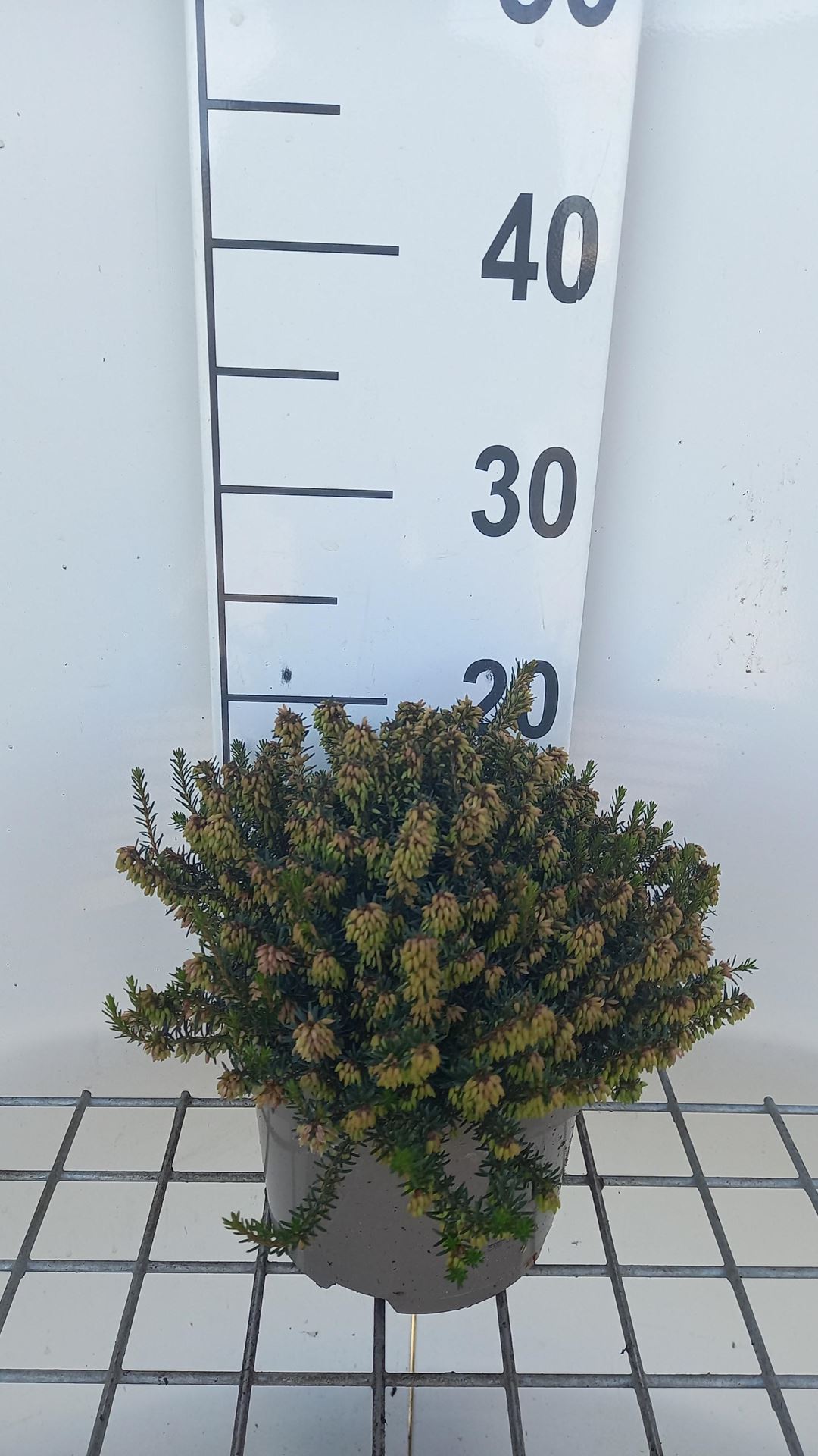 Erica x darleyensis 'White Perfection' - pot 2L - 20-25 cm -