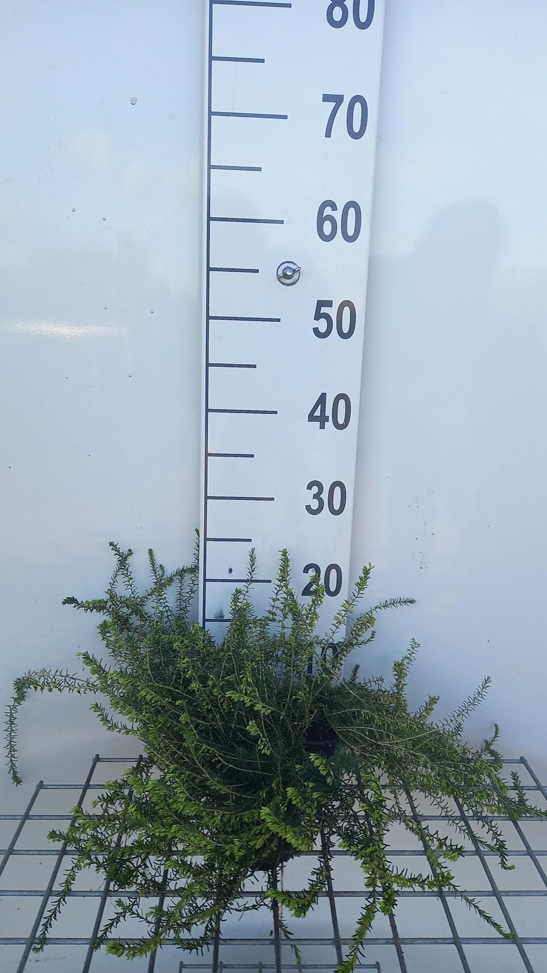 Erica x darleyensis'White Perfection'- pot diameter 10,5 cm - 10-12 cm afbeelding