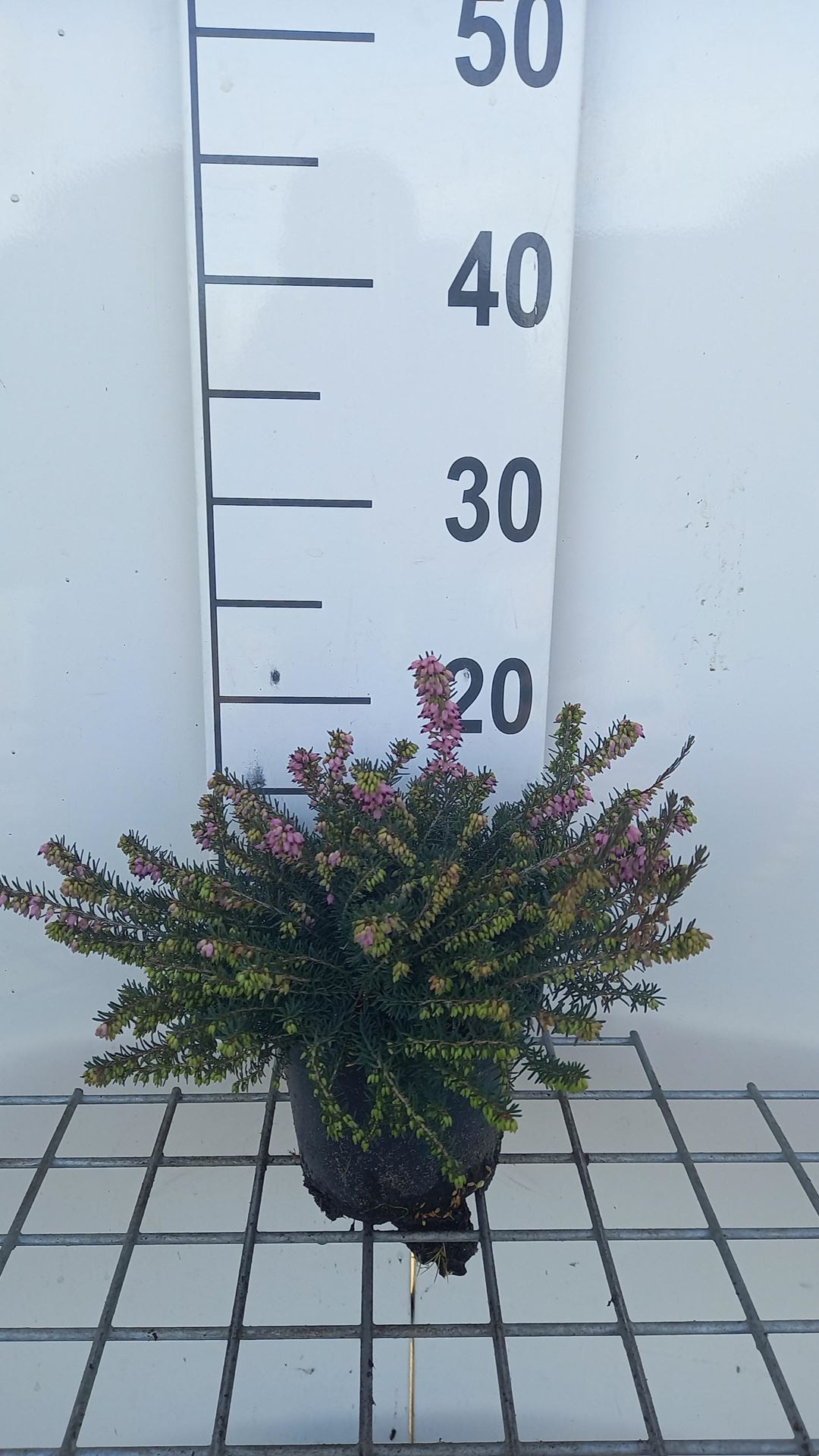 Erica x darleyensis'Kramer's Rote'- pot 1,3L - 15-20 cm afbeelding