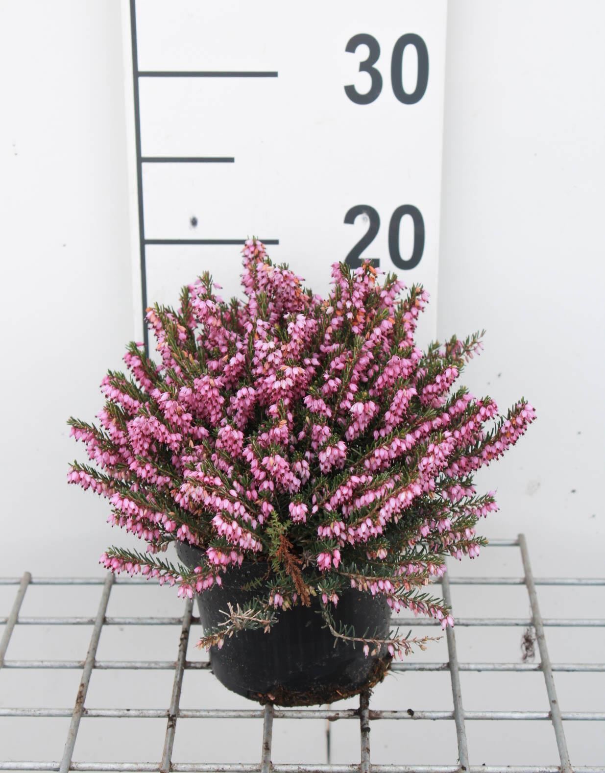Erica x darleyensis'Ghost Hills'- pot 1,3L - 15-20 cm - Rozemarijn afbeelding
