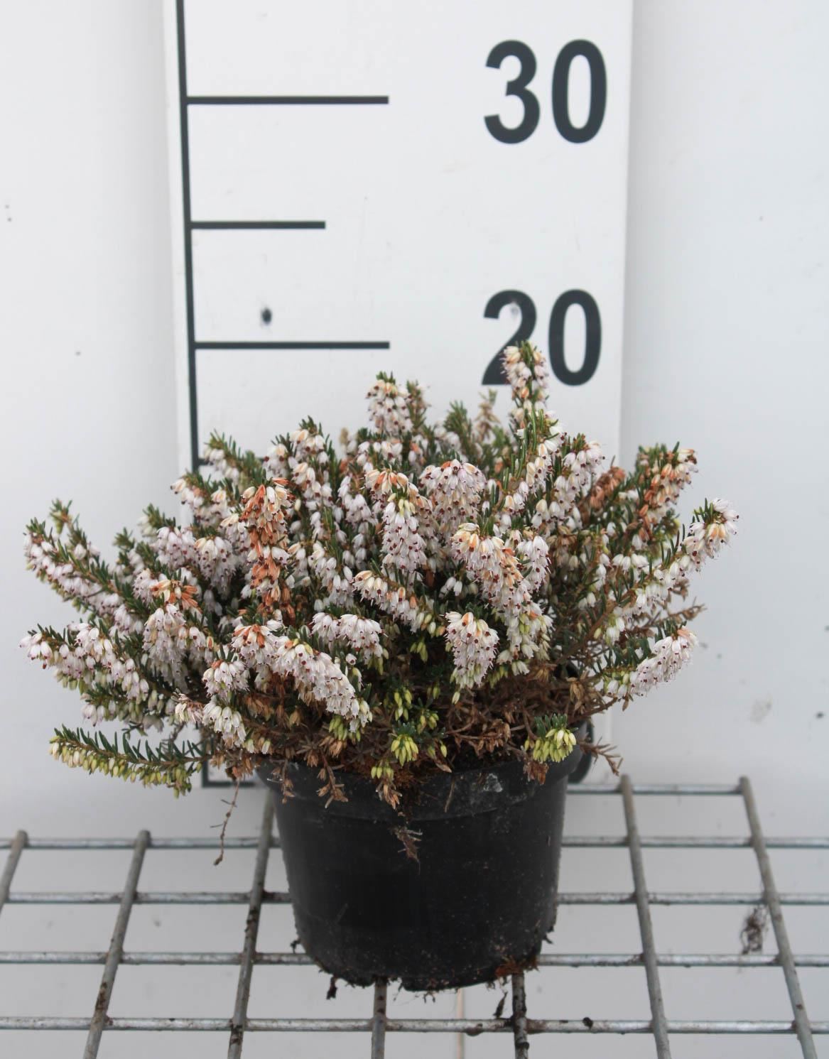 Erica x darleyensis'White Perfection'- pot 1,3L - 15-20 cm - Bonte wilg afbeelding