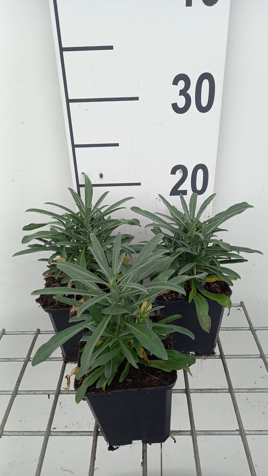 Erysimum'Walfrasun'(Fragrant Sunshine, Walberton's Fragrant Sunshine) - pot 9x9 cm afbeelding