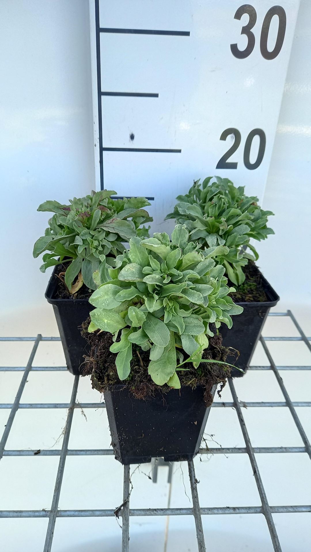 Erigeron glaucus'Sea Breeze'- pot 9x9 cm - afbeelding