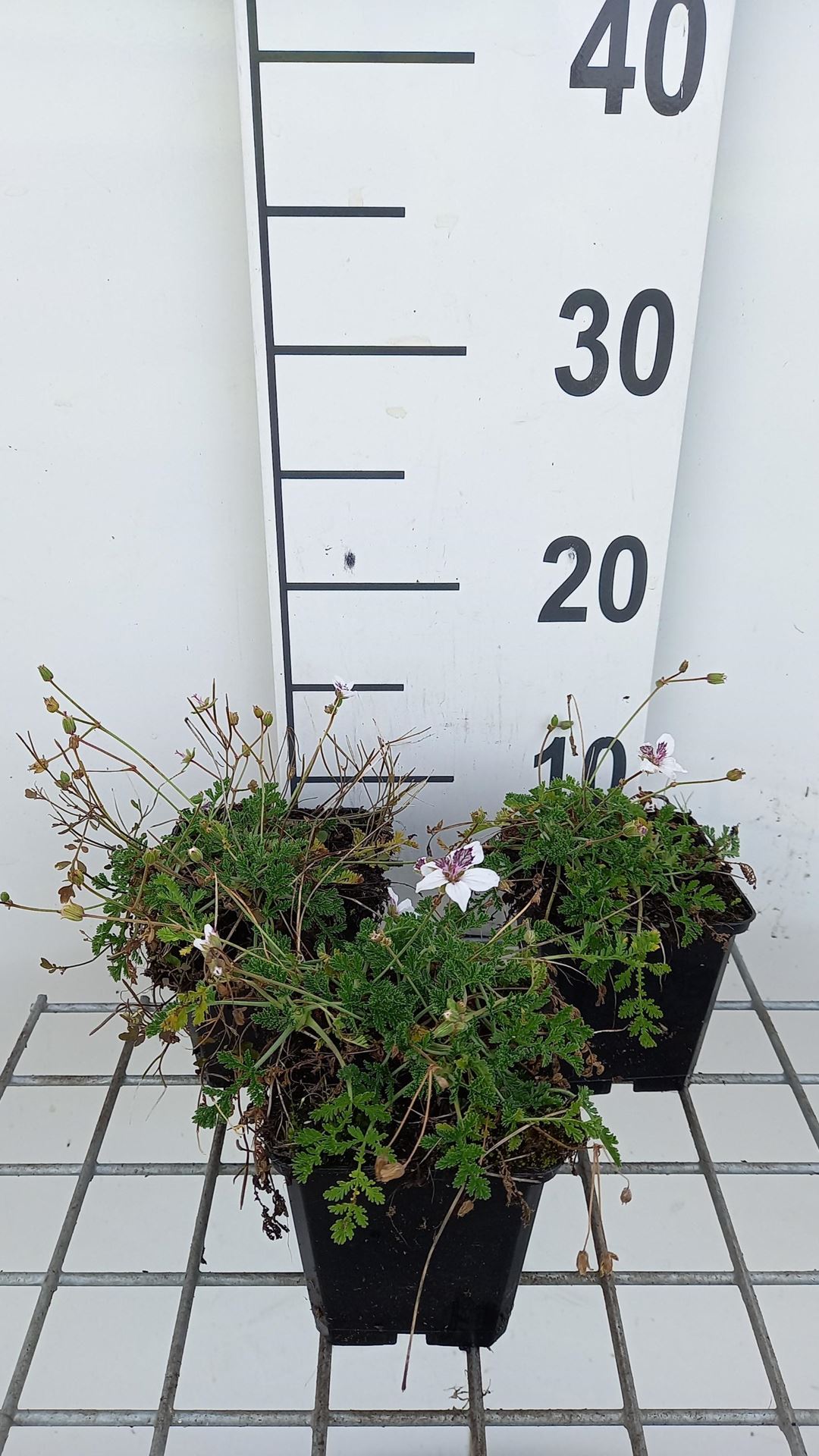 Erodium guttatum - pot 9x9 cm afbeelding