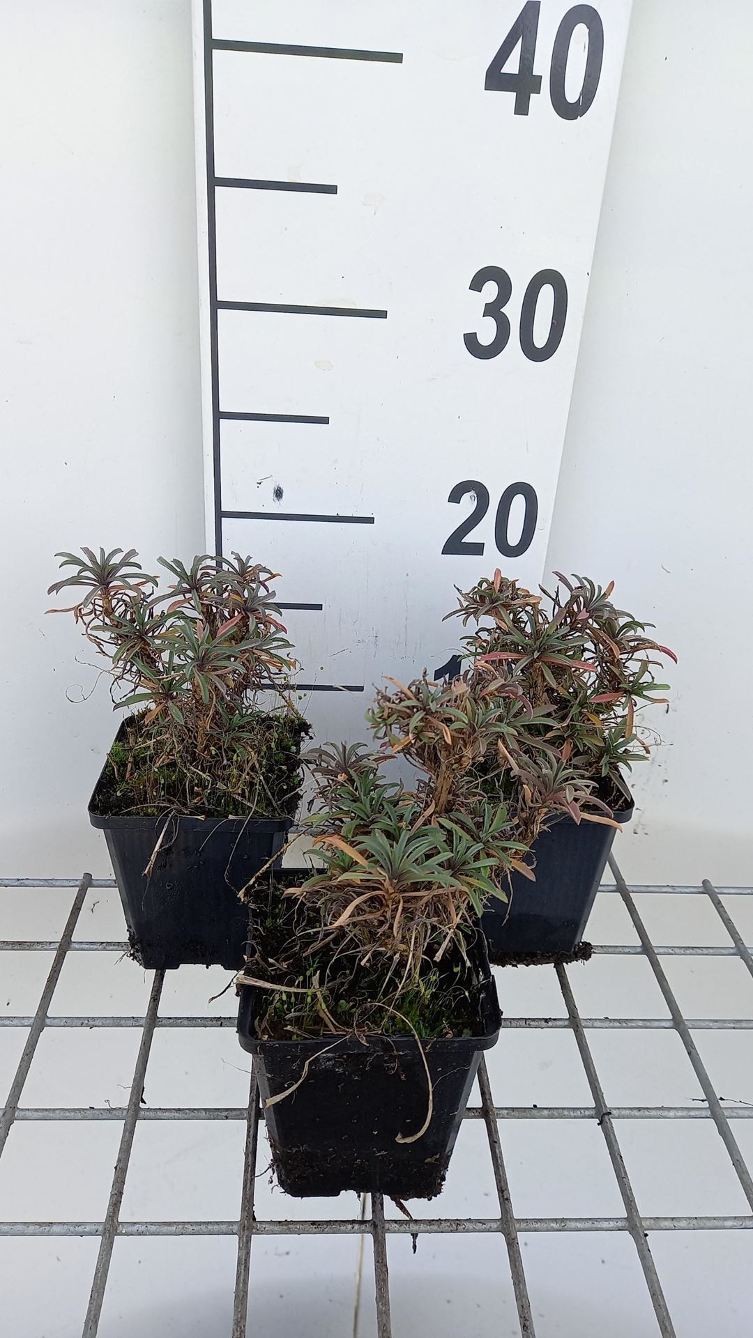 Erysimum'Red Jep'- pot 9x9 cm afbeelding