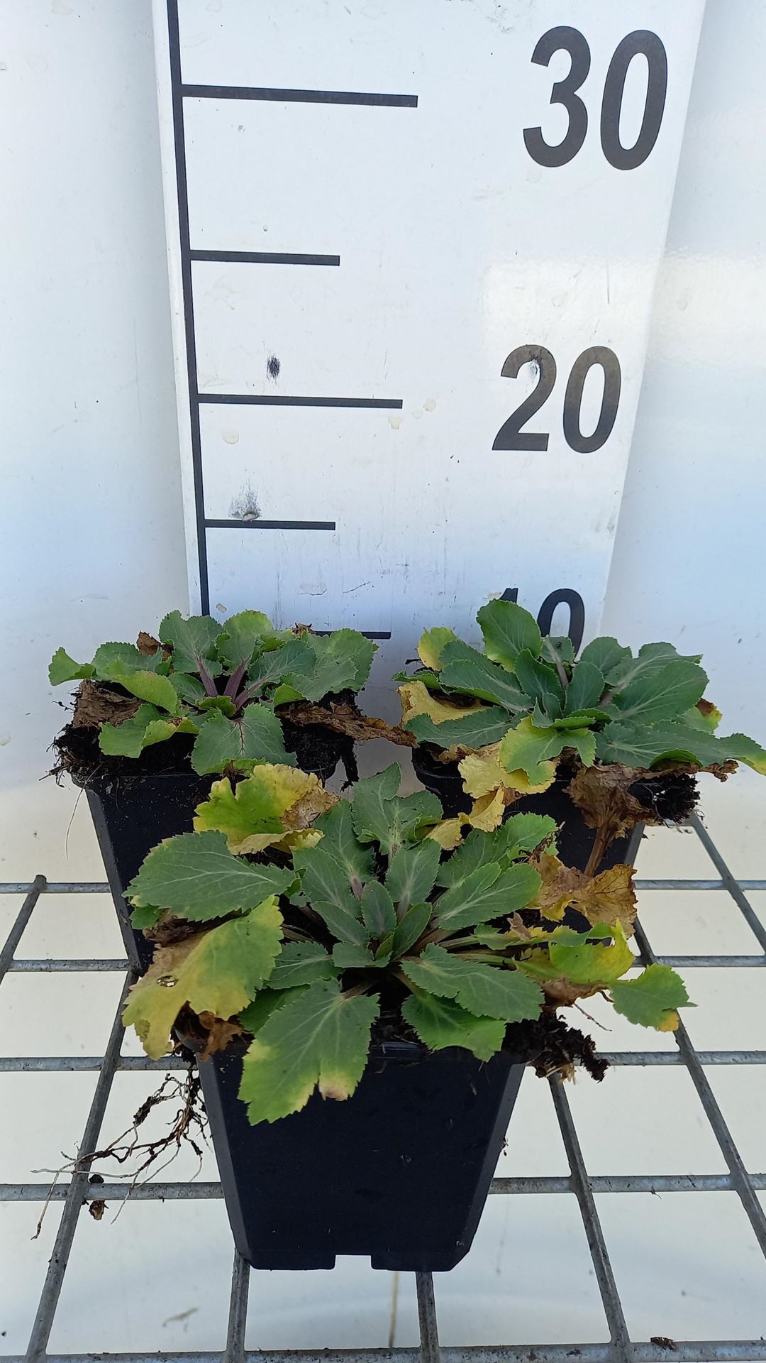 Eryngium planum'Blauer Zwerg'- pot 9x9 cm - Blauwe distel / Kruisdistel afbeelding