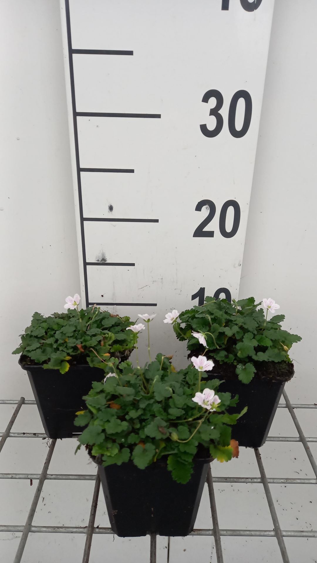 Erodium reichardii'Album'- pot 9x9 cm afbeelding