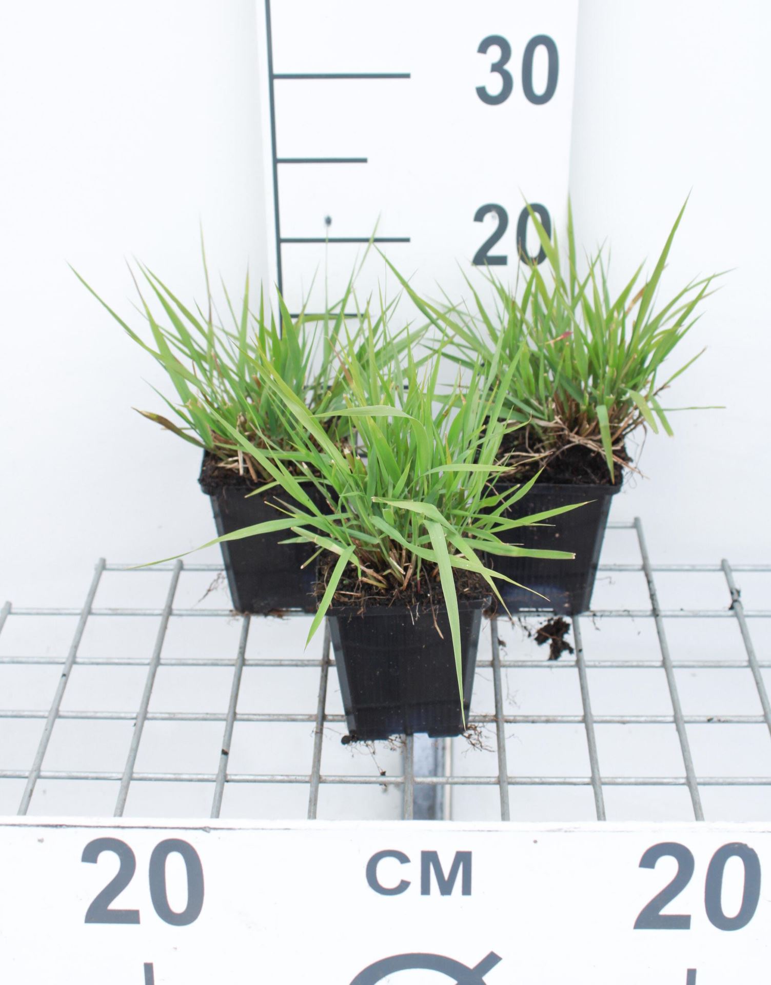 Eragrostis spectabilis - pot 9x9 cm afbeelding