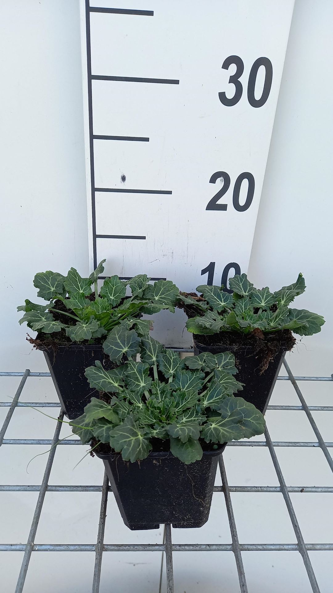 Eryngium variifolium - pot 9x9 cm afbeelding