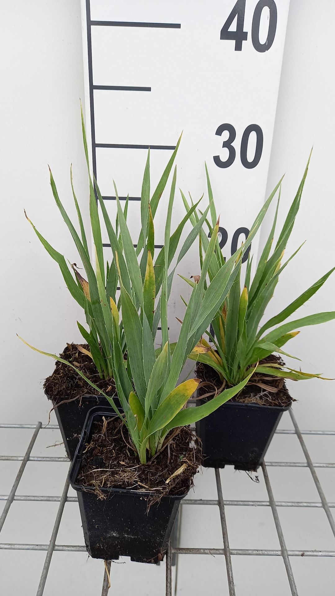 Eryngium yuccifolium - pot 9x9 cm - Yuccabladige kruisdistel afbeelding