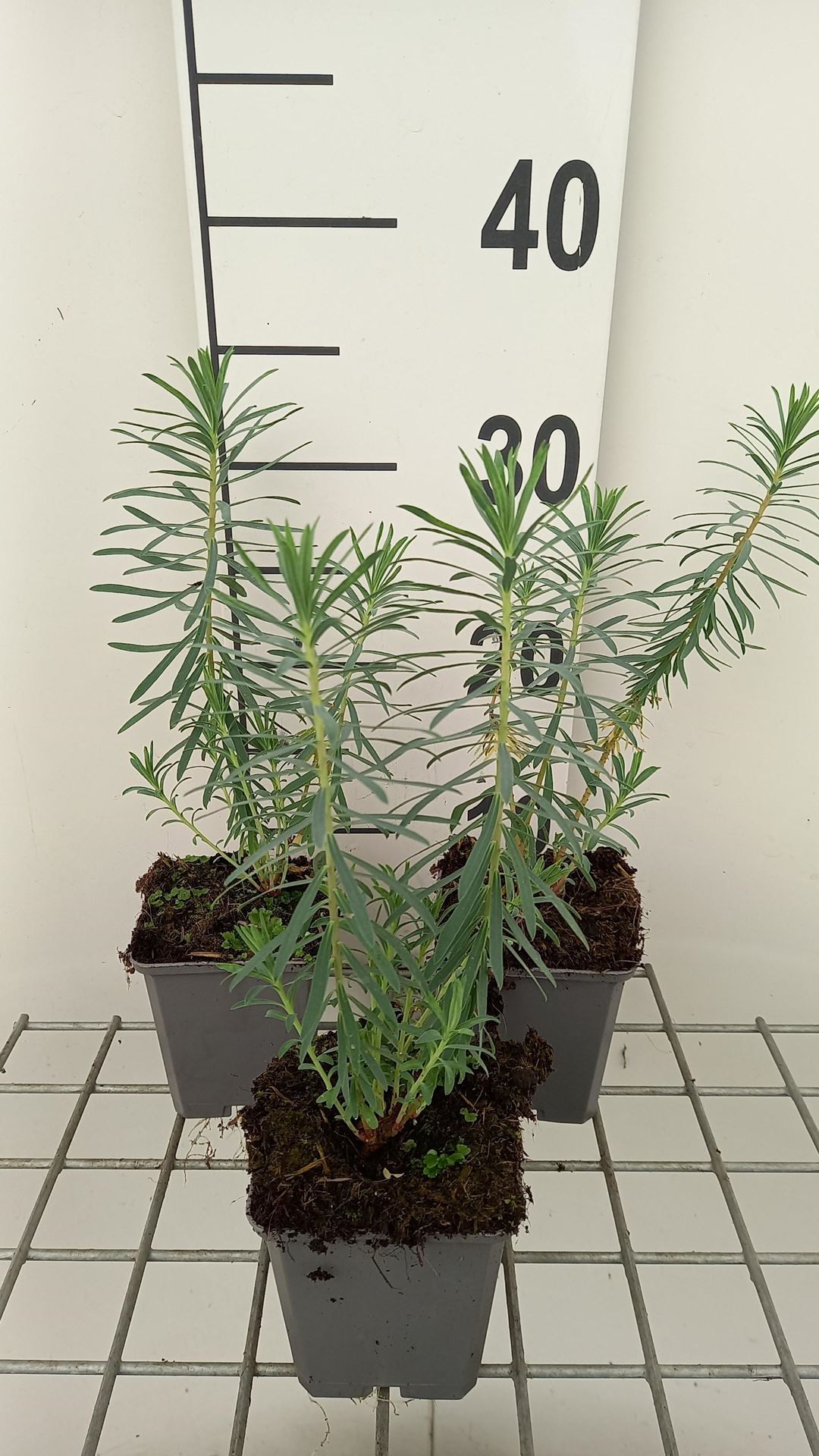 Euphorbia 'Copton Ash' - pot 9x9 cm