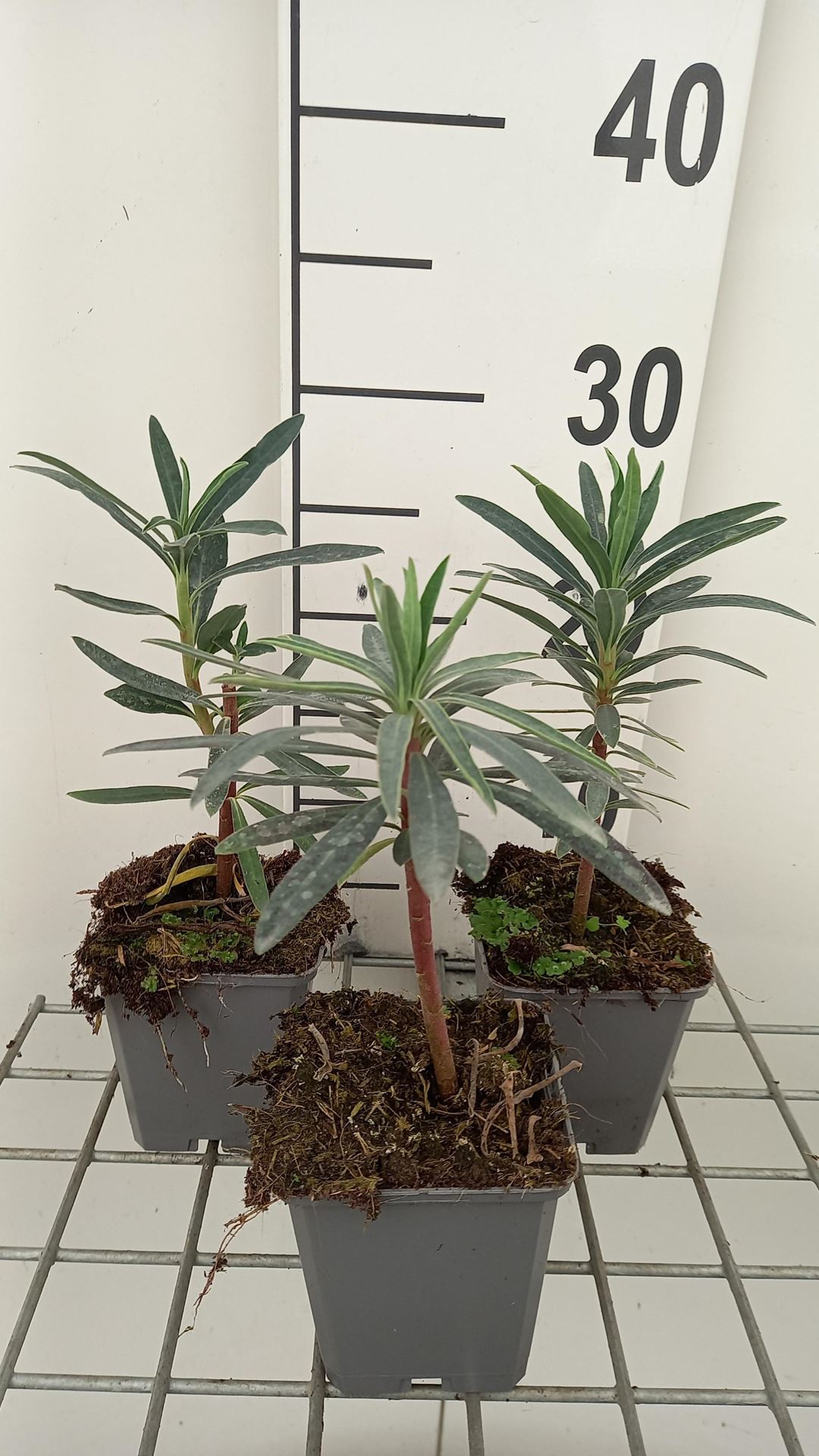 Euphorbia characias'Blue Wonder'- pot 9x9 cm afbeelding