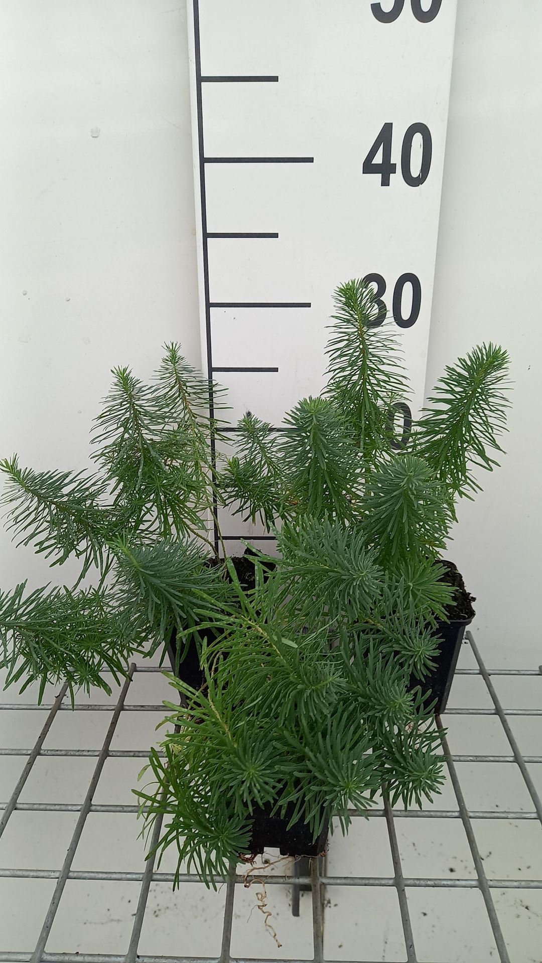 Euphorbia cyparissias'Clarice Howard'- pot 9x9 cm afbeelding