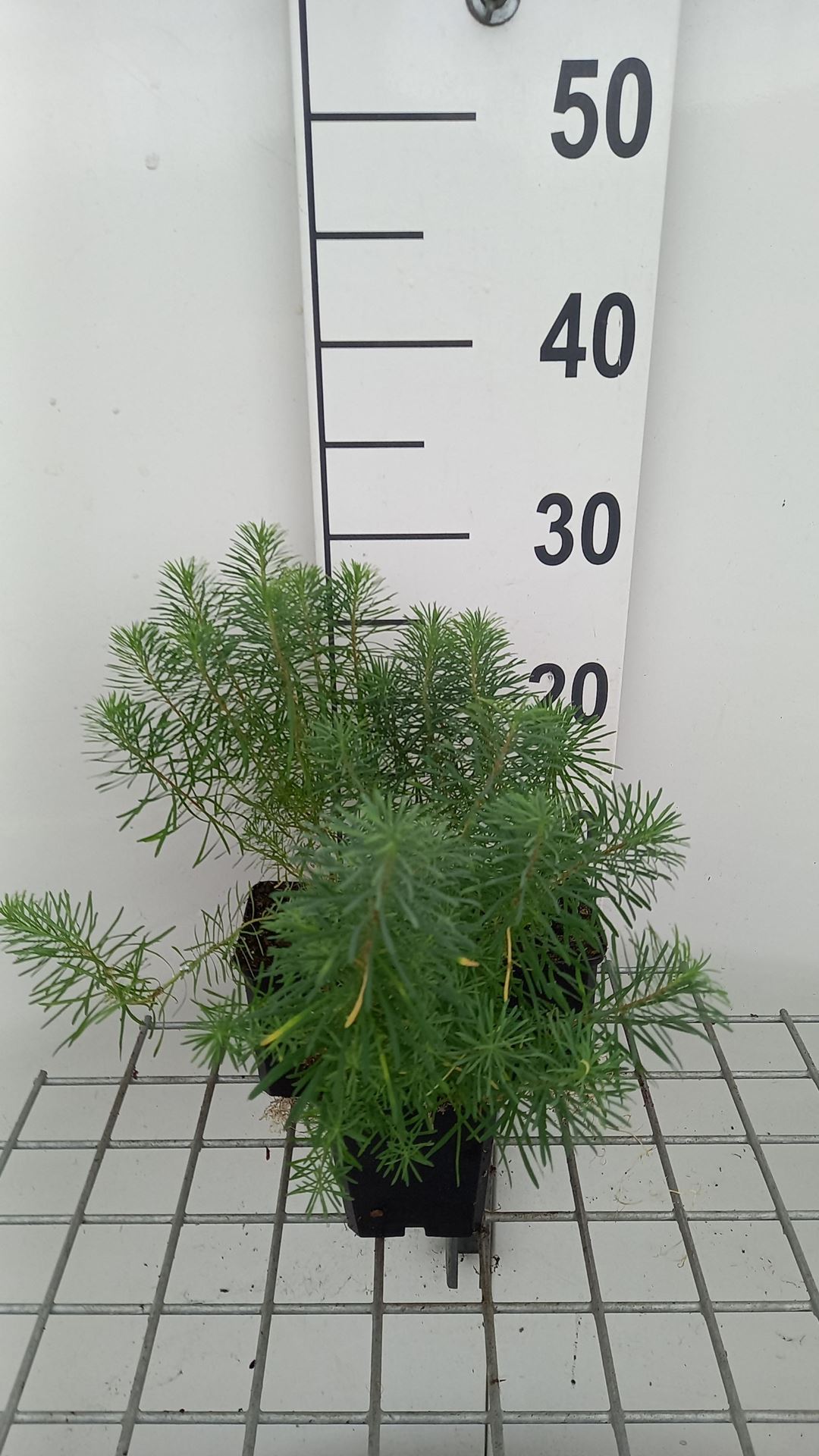 Euphorbia cyparissias 'Fens Ruby' - pot 9x9 cm -