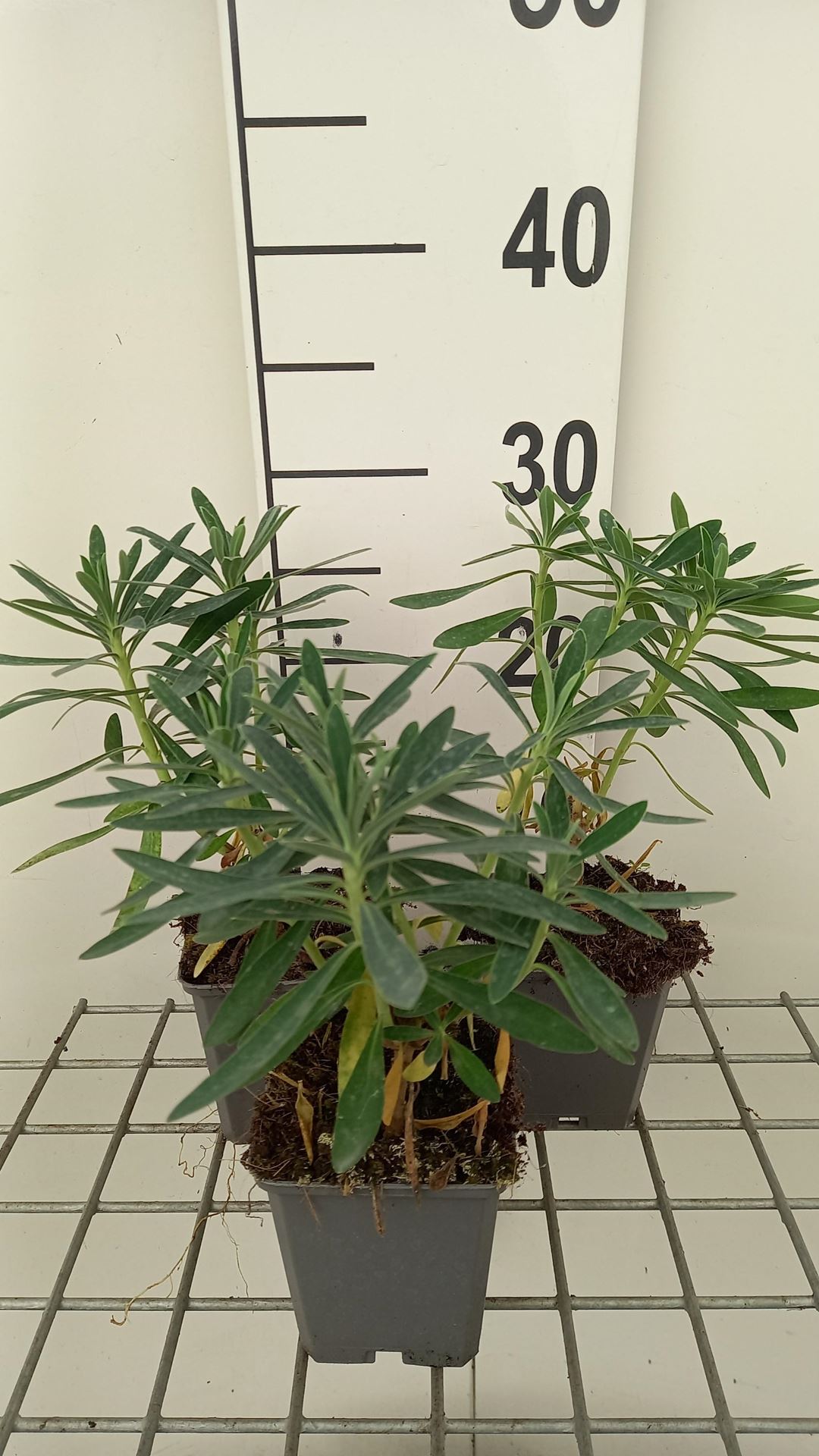 Euphorbia characias'Humpty Dumpty'- pot 9x9 cm afbeelding