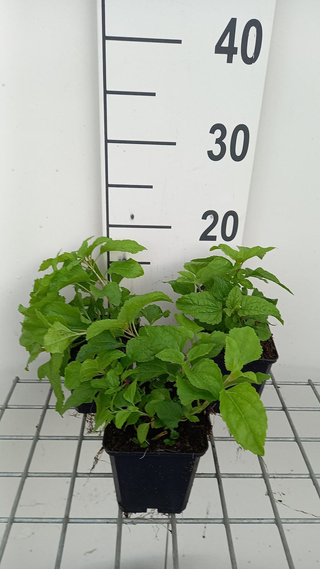 Conoclinium coelestinum - pot 9x9 cm afbeelding