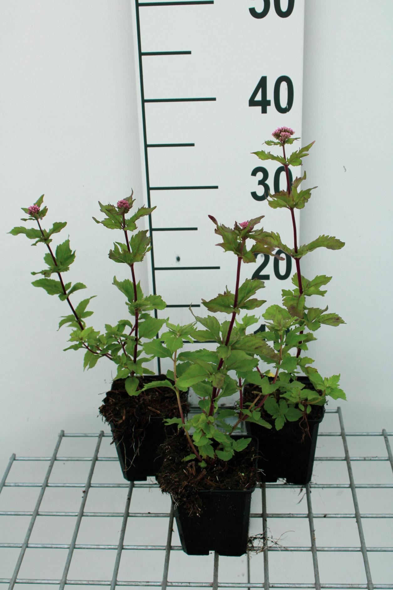 Eupatorium cannabinum'Plenum'- pot 9x9 cm afbeelding