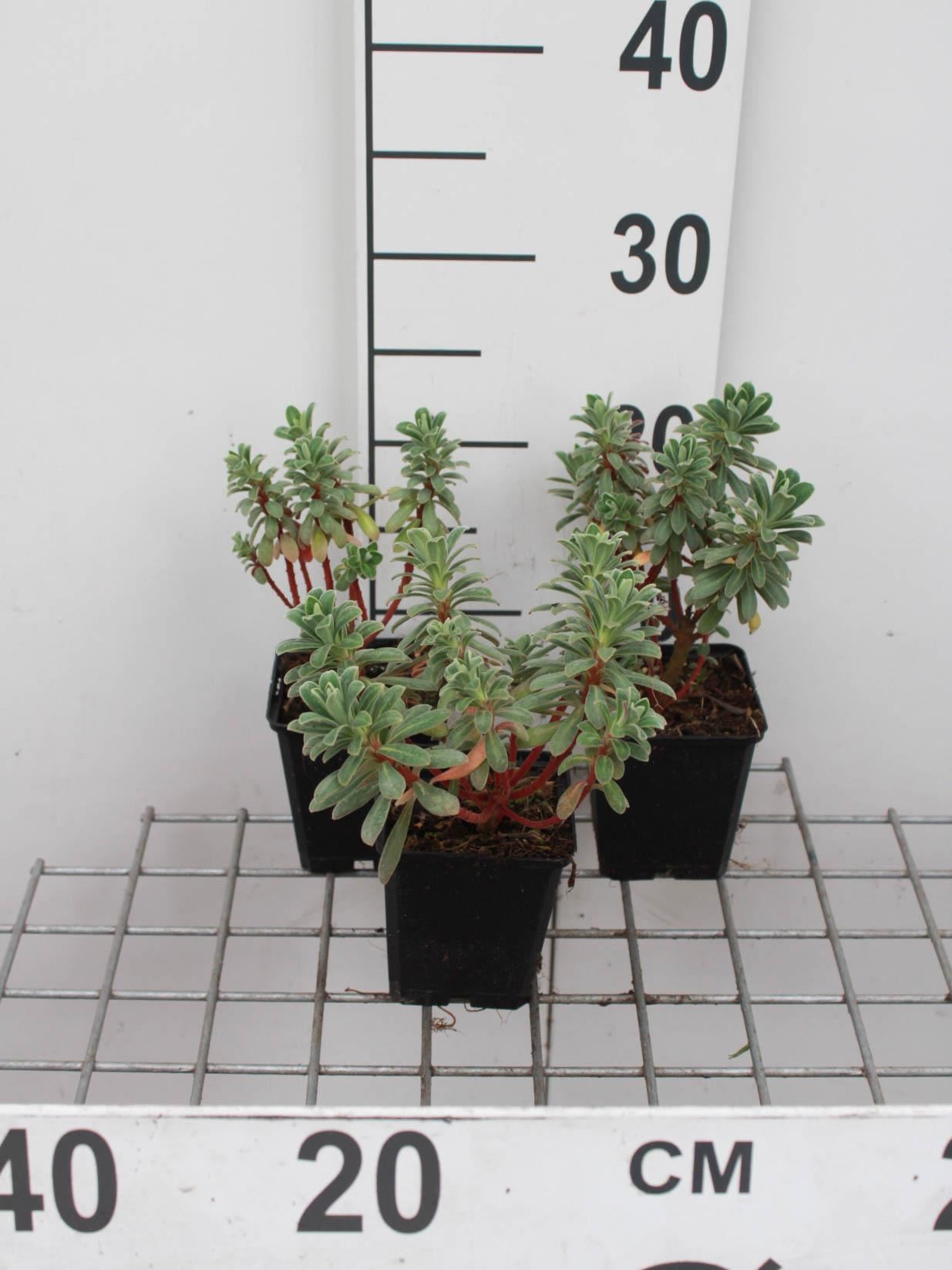 Euphorbia characias'Portuguese Velvet'- pot 9x9 cm afbeelding