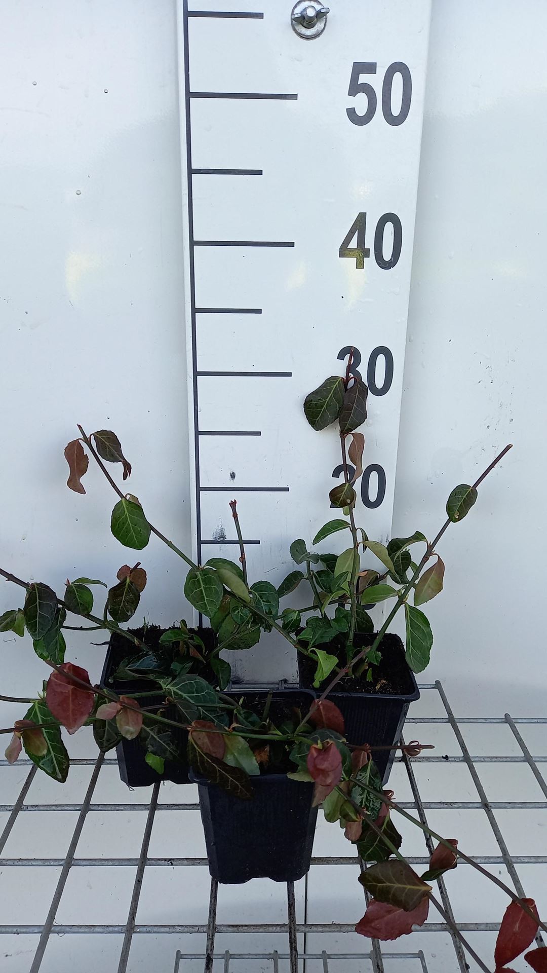 Euonymus fortunei'Coloratus'- pot 9x9 cm - Kardinaalsmuts afbeelding
