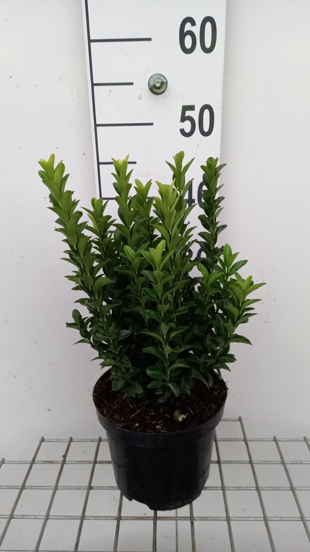 Euonymus japonicus'Green Spire'- pot - 20-30 cm afbeelding