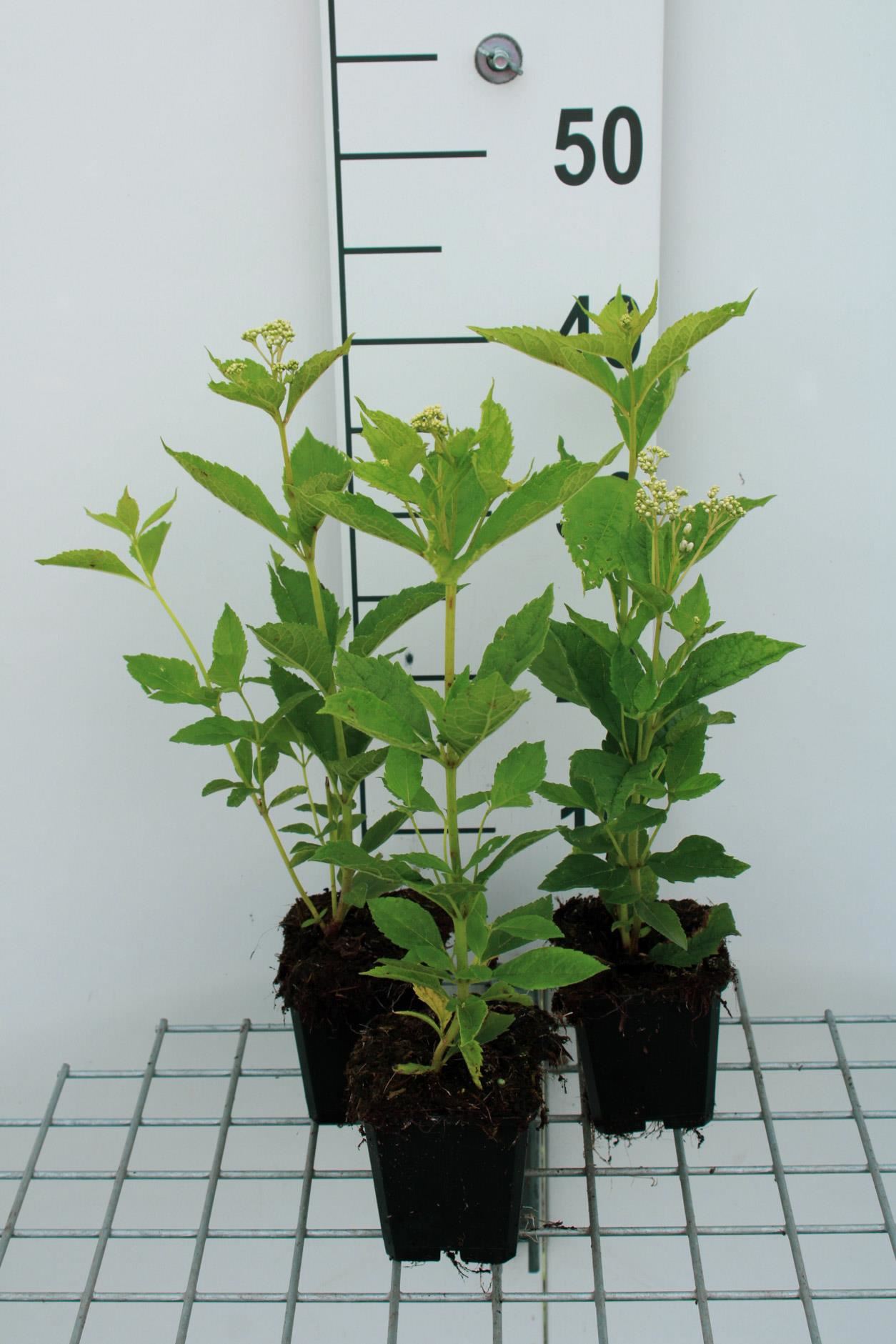 Eupatorium maculatum'Album'- pot 9x9 cm afbeelding