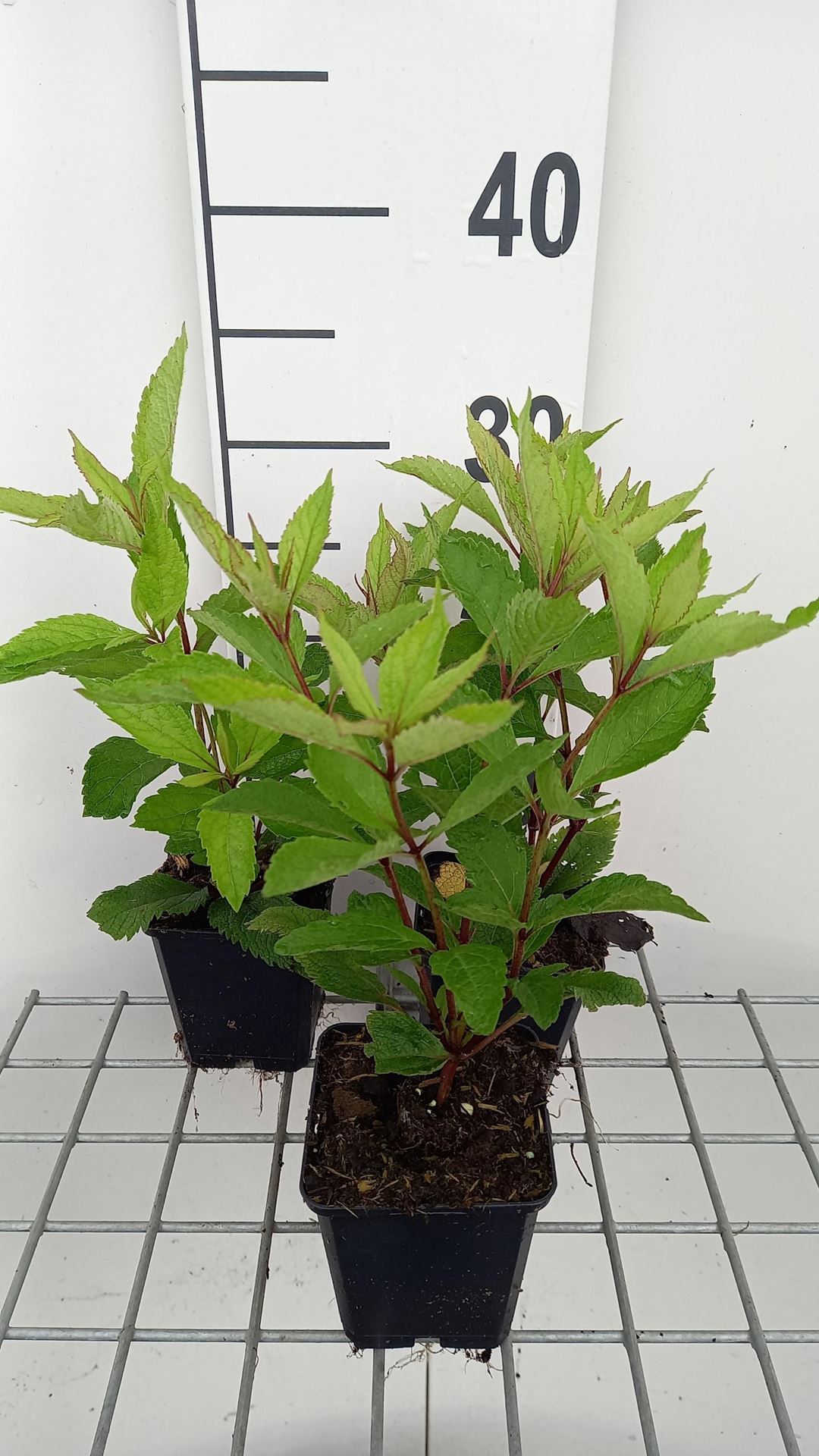 Eupatorium maculatum'Glutball'- pot 9x9 cm afbeelding