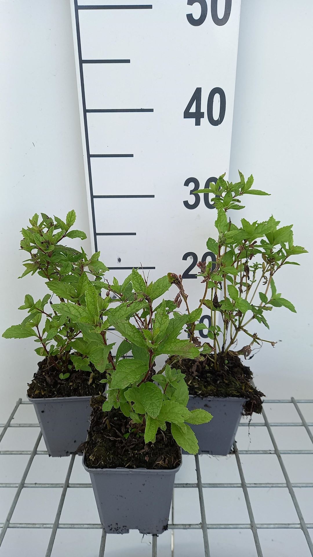 Eupatorium maculatum'Phantom'- pot 9x9 cm - afbeelding