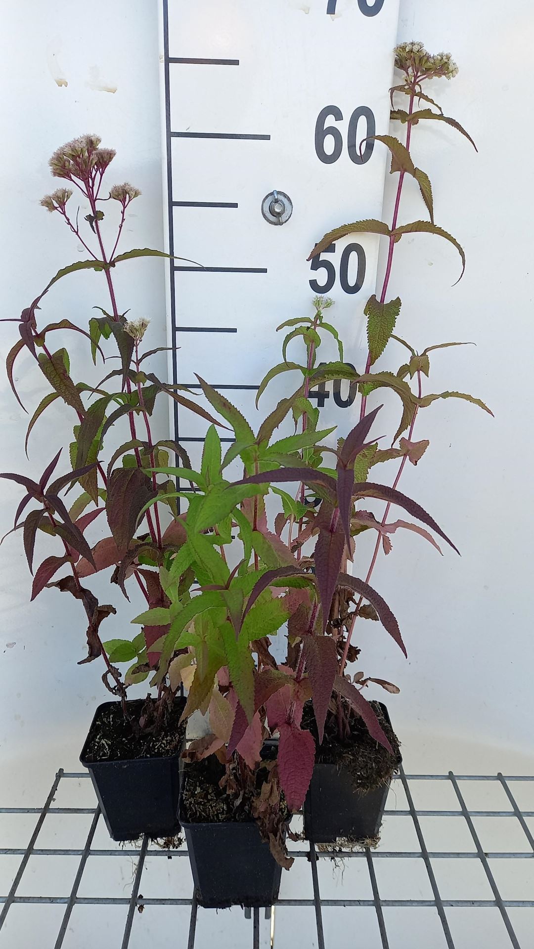 Eupatorium perfoliatum - pot 9x9 cm - Doorgroeid leverkruid / Doorgroeid koninginnekruid / Waterhennep afbeelding