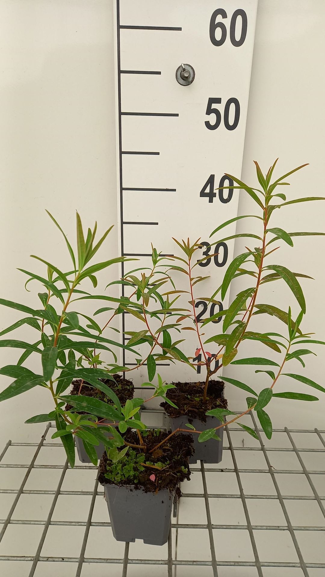 Euphorbia palustris'Walenburg's Glorie'- pot 9x9 cm afbeelding