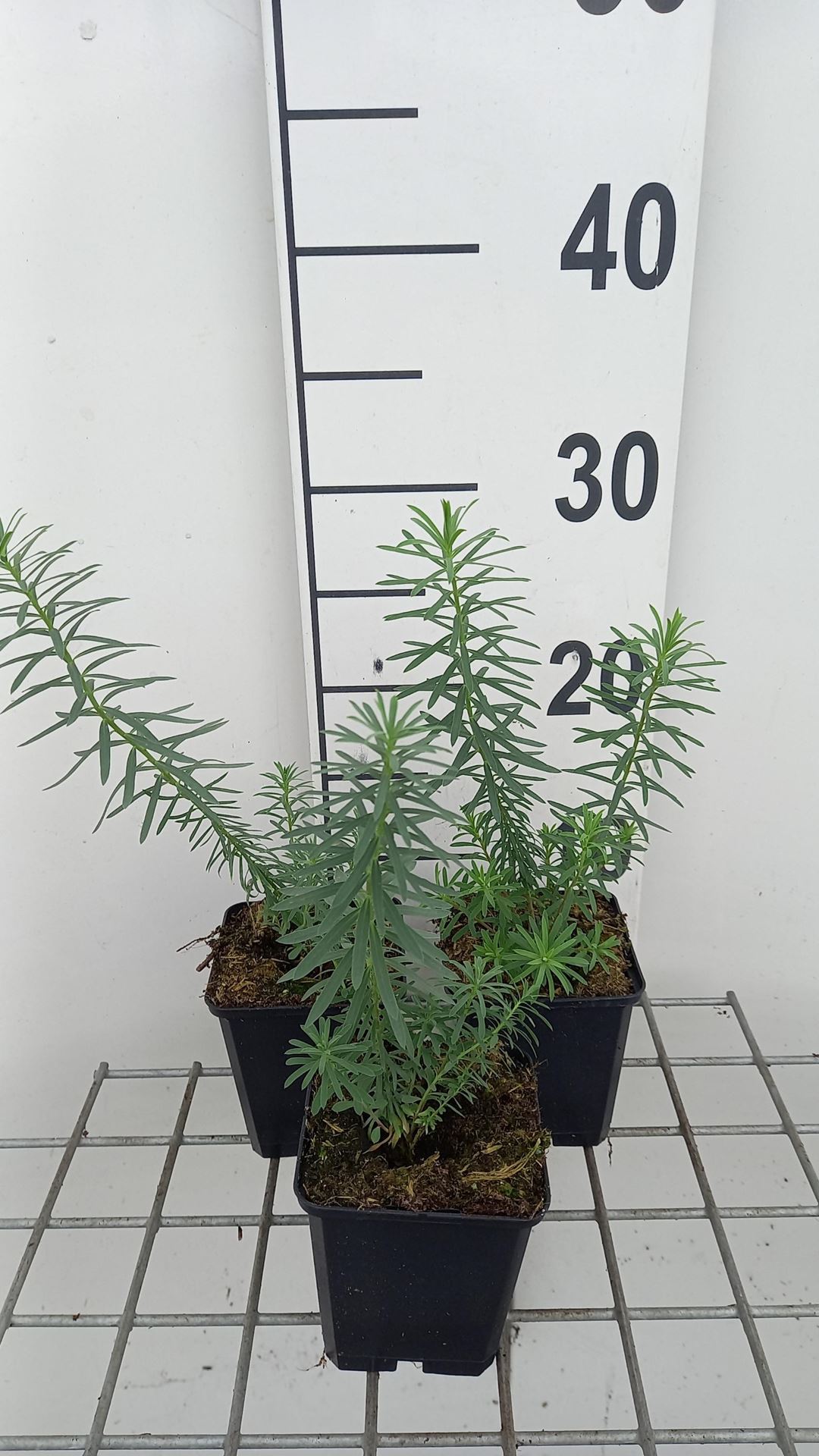 Euphorbia seguieriana subsp. niciciana - pot 9x9 cm - Wolfsmelk afbeelding
