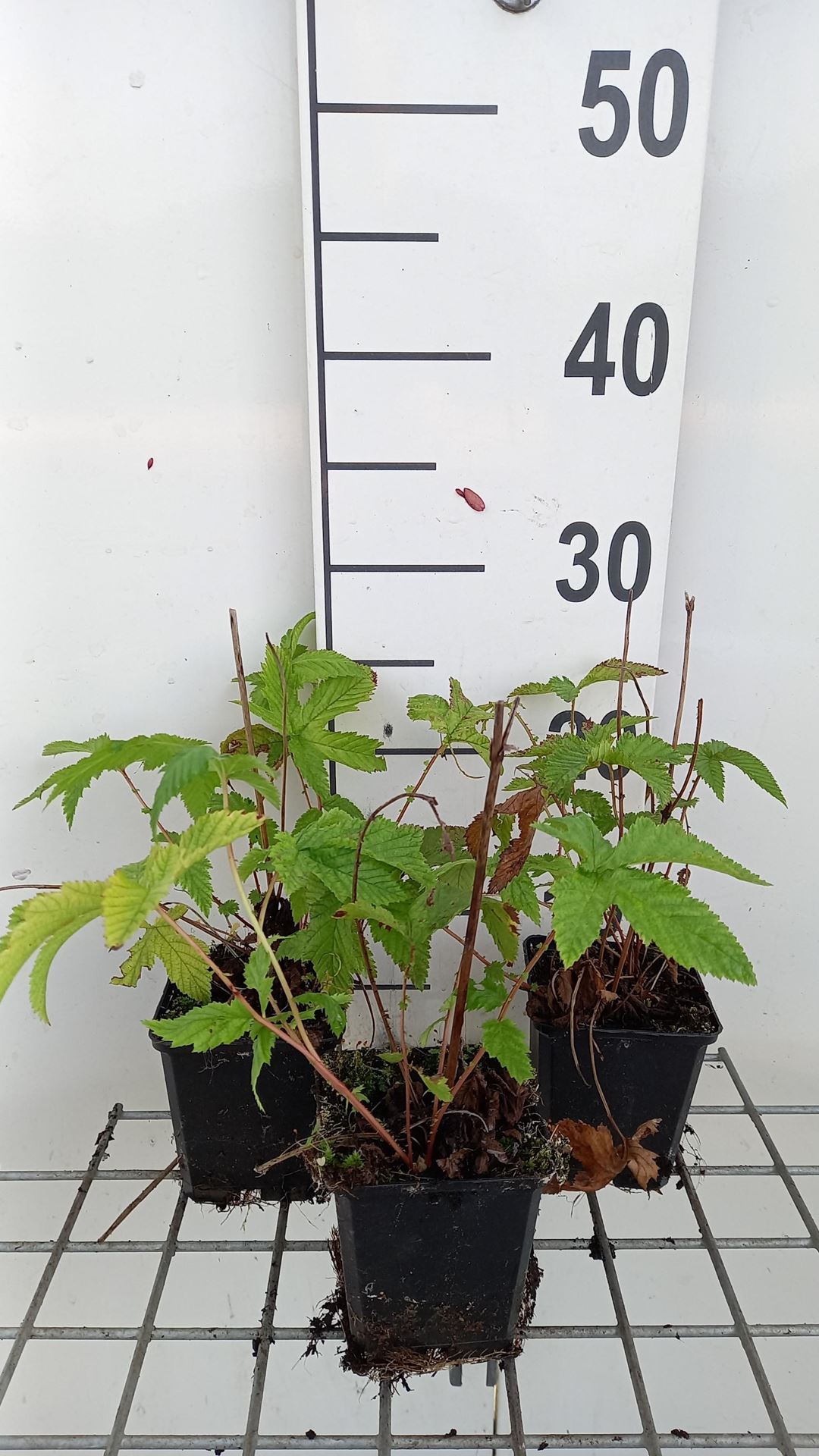Filipendula palmata'Nana'- pot 9x9 cm afbeelding