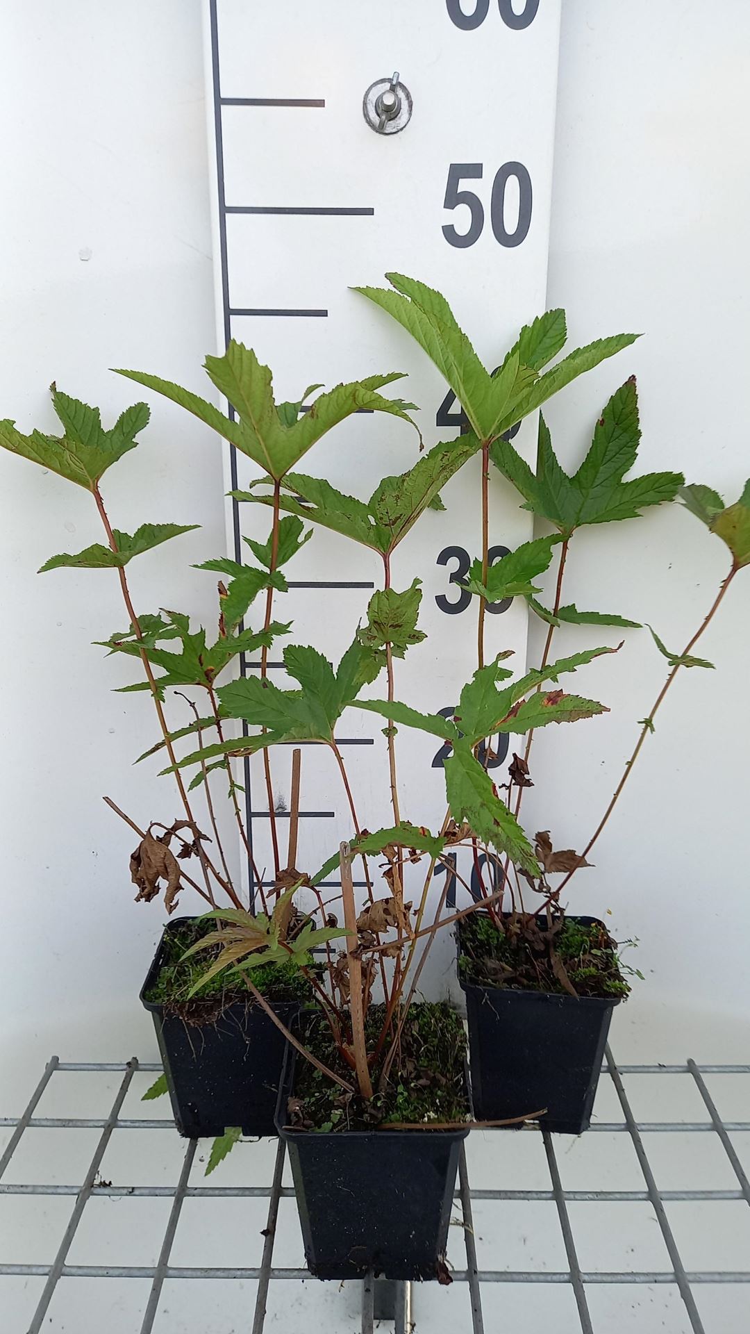Filipendula rubra'Venusta'- pot 9x9 cm afbeelding