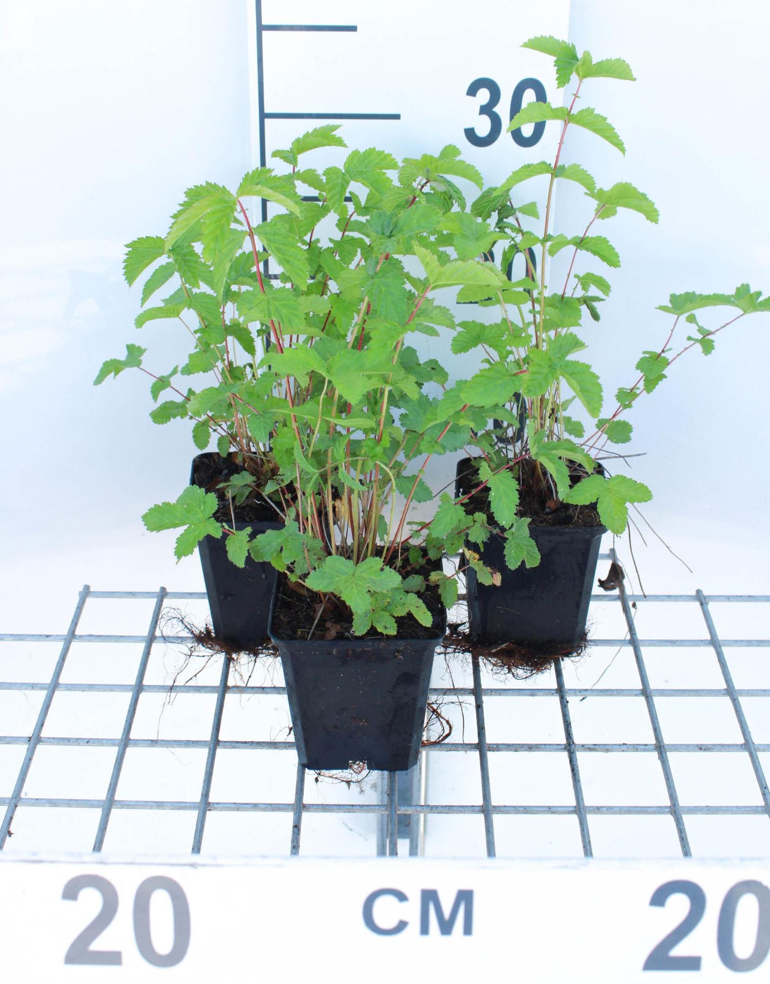 Filipendula ulmaria - pot 9x9 cm (Moerasspirea) - Moerasspirea afbeelding