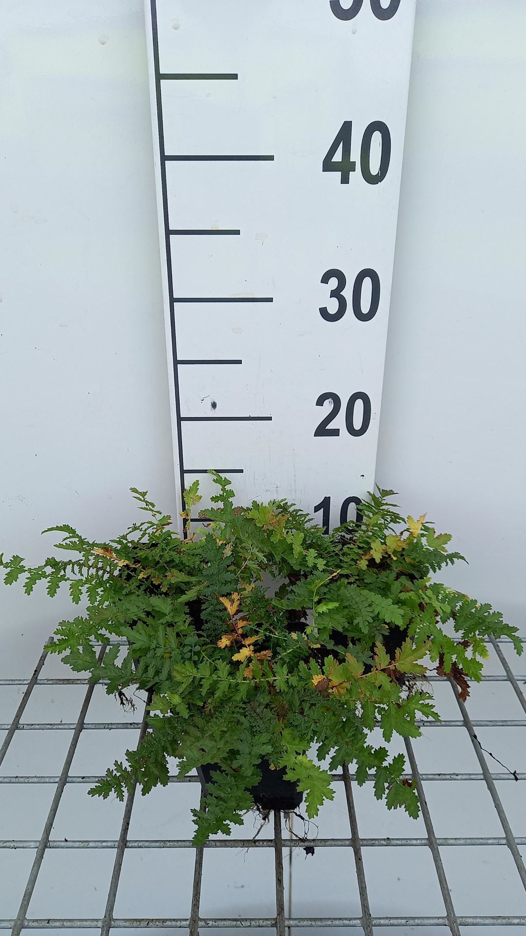 Filipendula vulgaris - pot 9x9 cm afbeelding