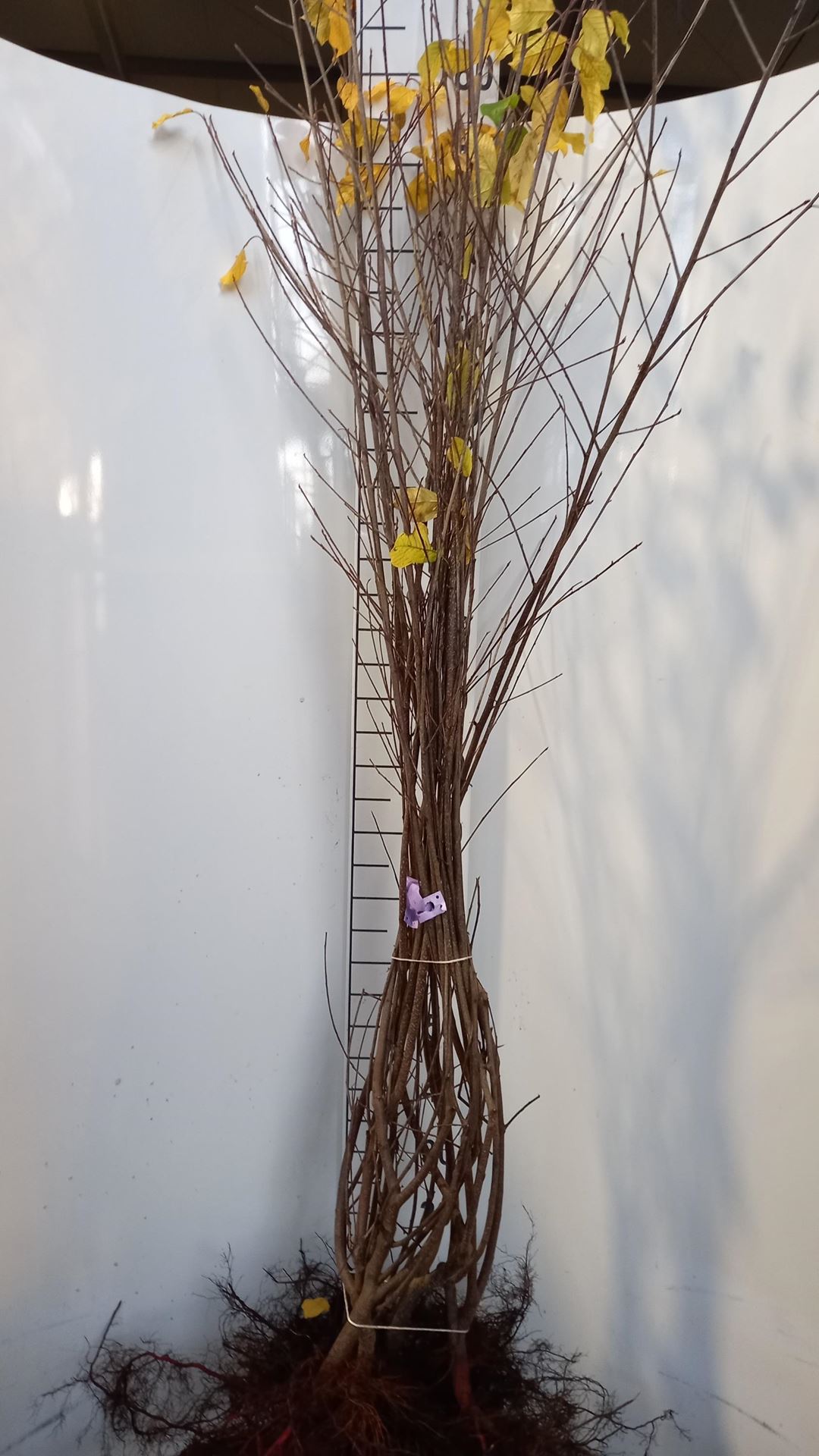 Frangula alnus - blote wortel - 80-100 cm - 3-5 takken afbeelding