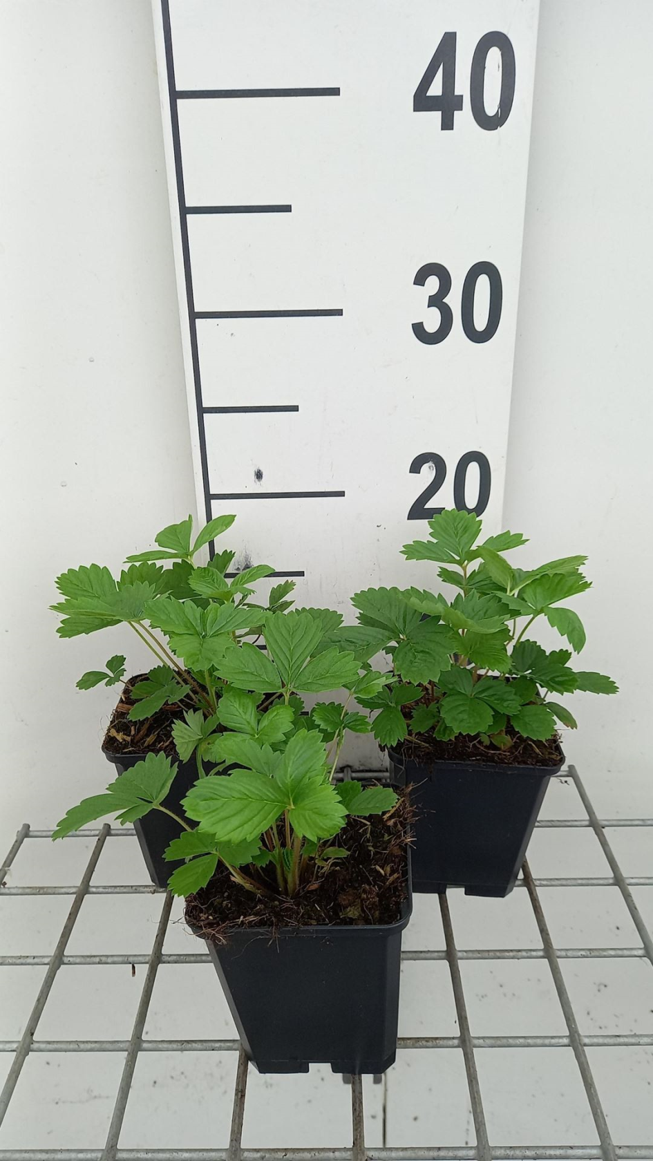Bosaardbei Alexandria - pot 9x9 cm (Fragaria vesca'Alexandria') - Bosaardbei afbeelding
