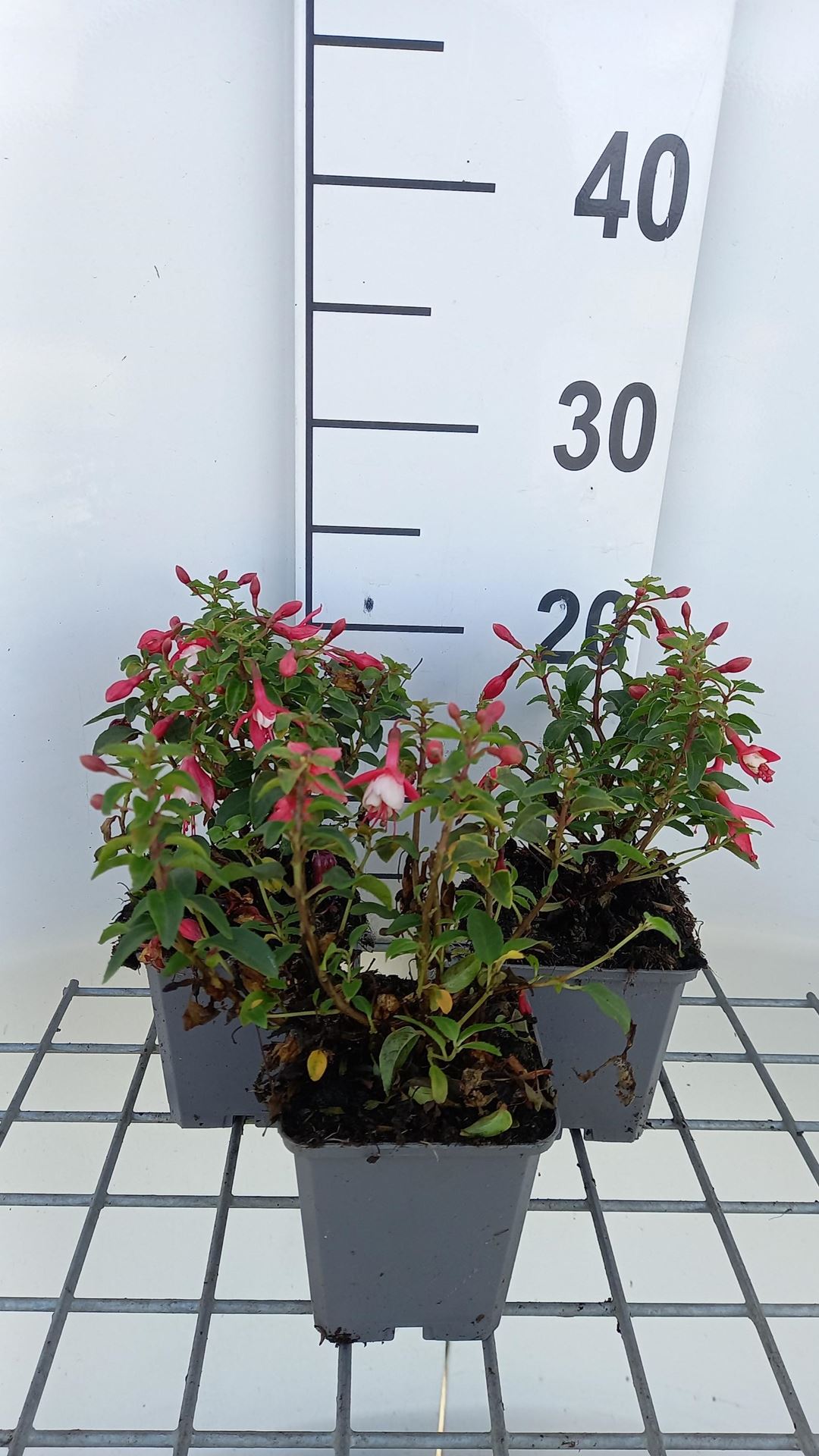 Fuchsia'Lady Thumb'- pot 9x9 cm - Bellenplant afbeelding