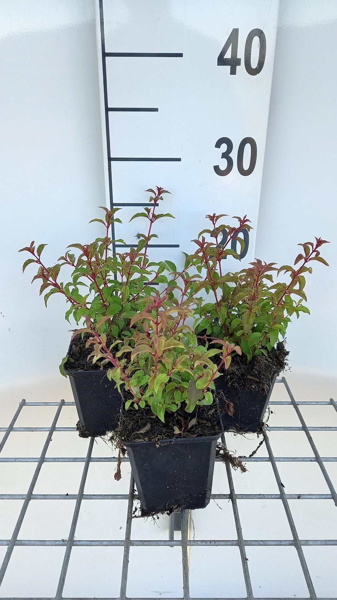 Fuchsia magellanica var. gracilis - pot 9x9 cm afbeelding