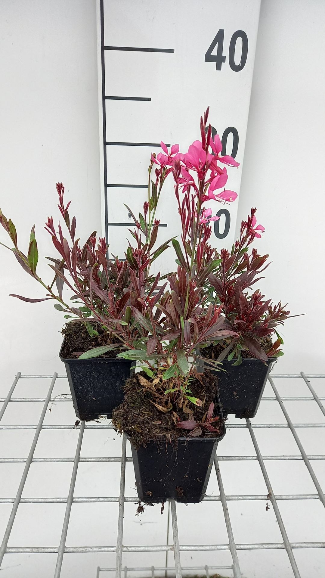 Gaura lindheimeri 'Crimson Butterflies' - pot 9x9 cm -